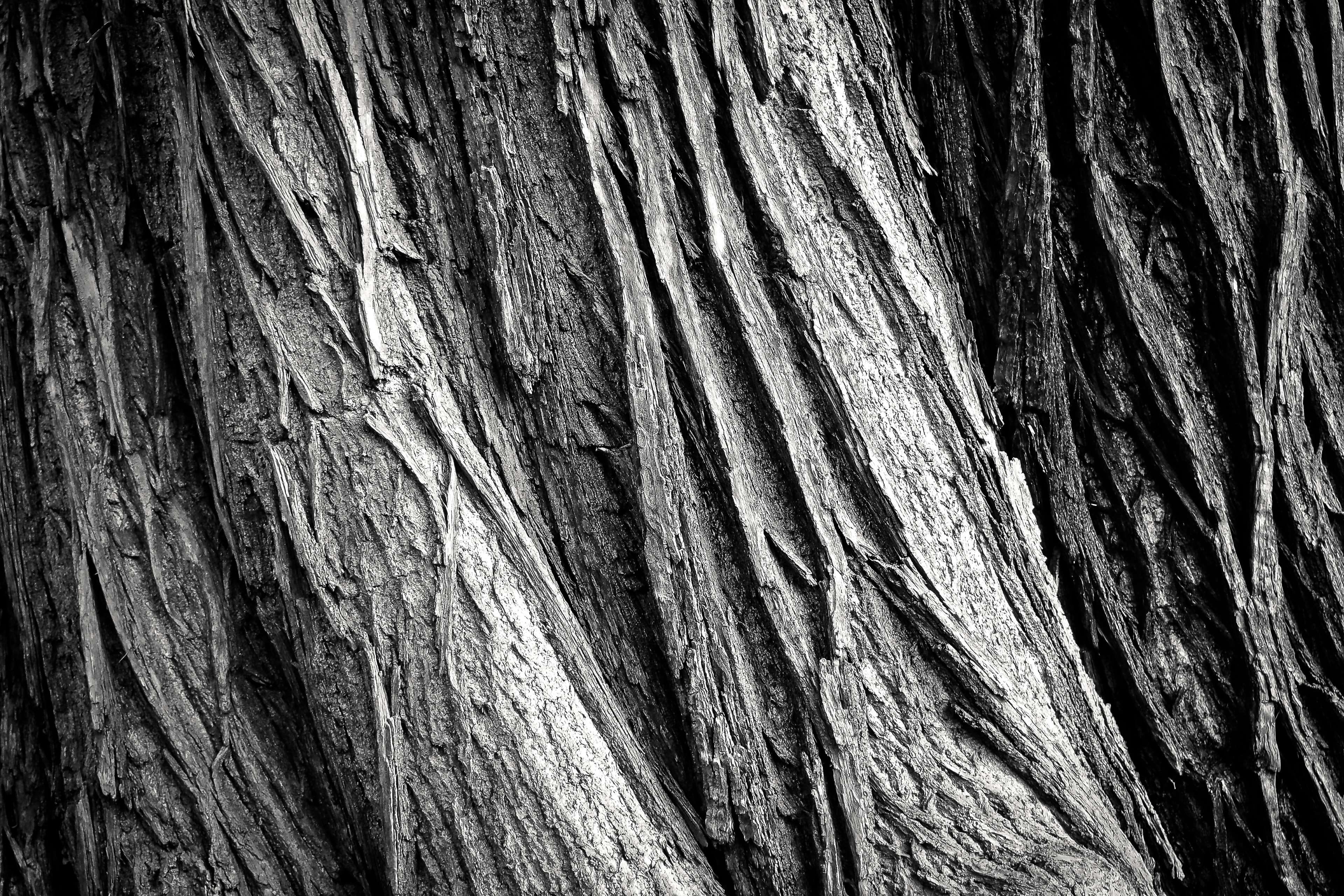 dirty, black and white, hardwood, natural condition, natural pattern, oak, plant, tree, pine, rugged, trunk, full frame, weathered, wood grain, black, background, HD Wallpaper