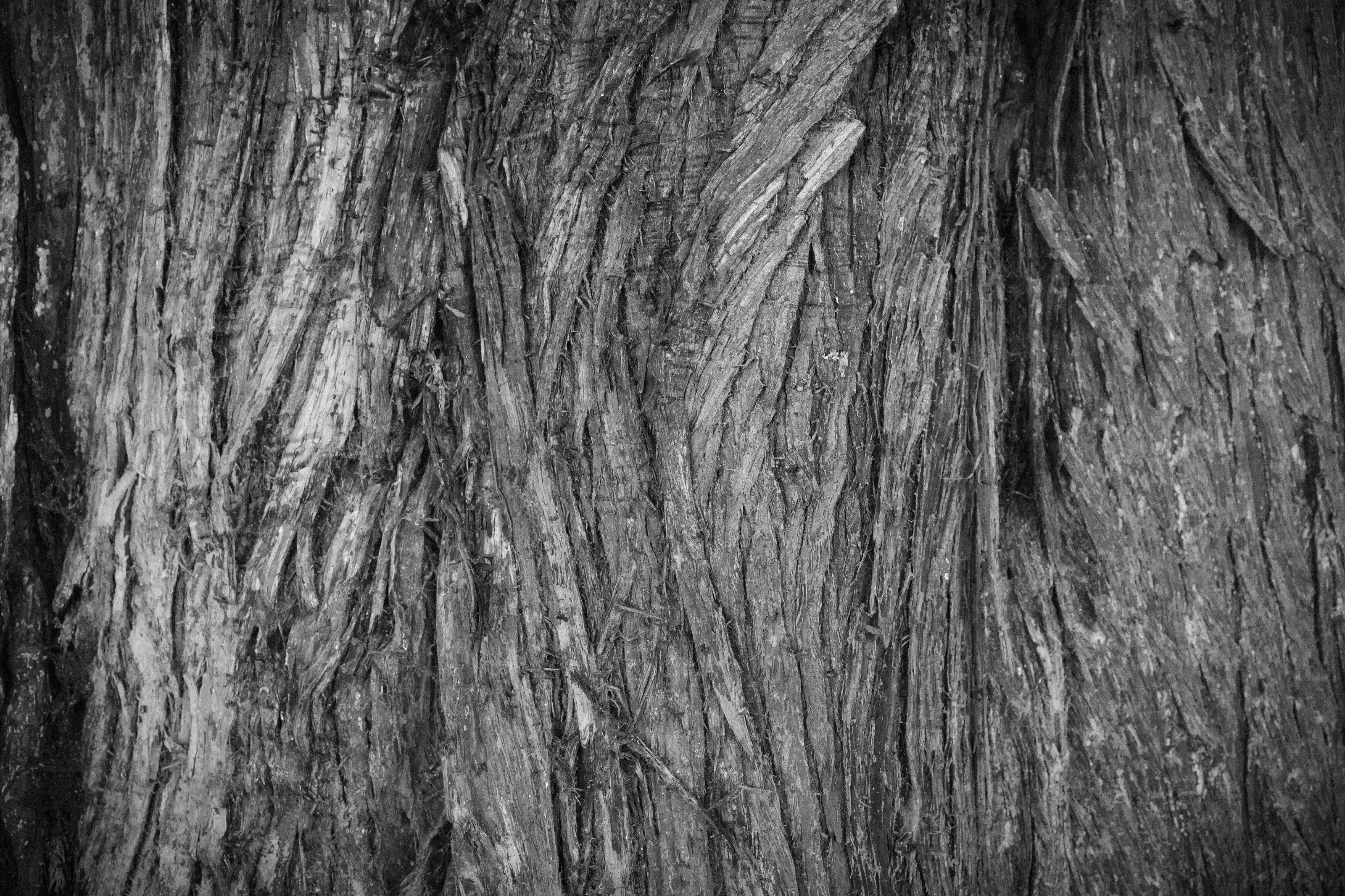 tree, rough, 2K, textured, wood - material, no people, abstract, weathered, trunk, brown, natural pattern, pattern, photo, grayscale, plant bark, nature, HD Wallpaper