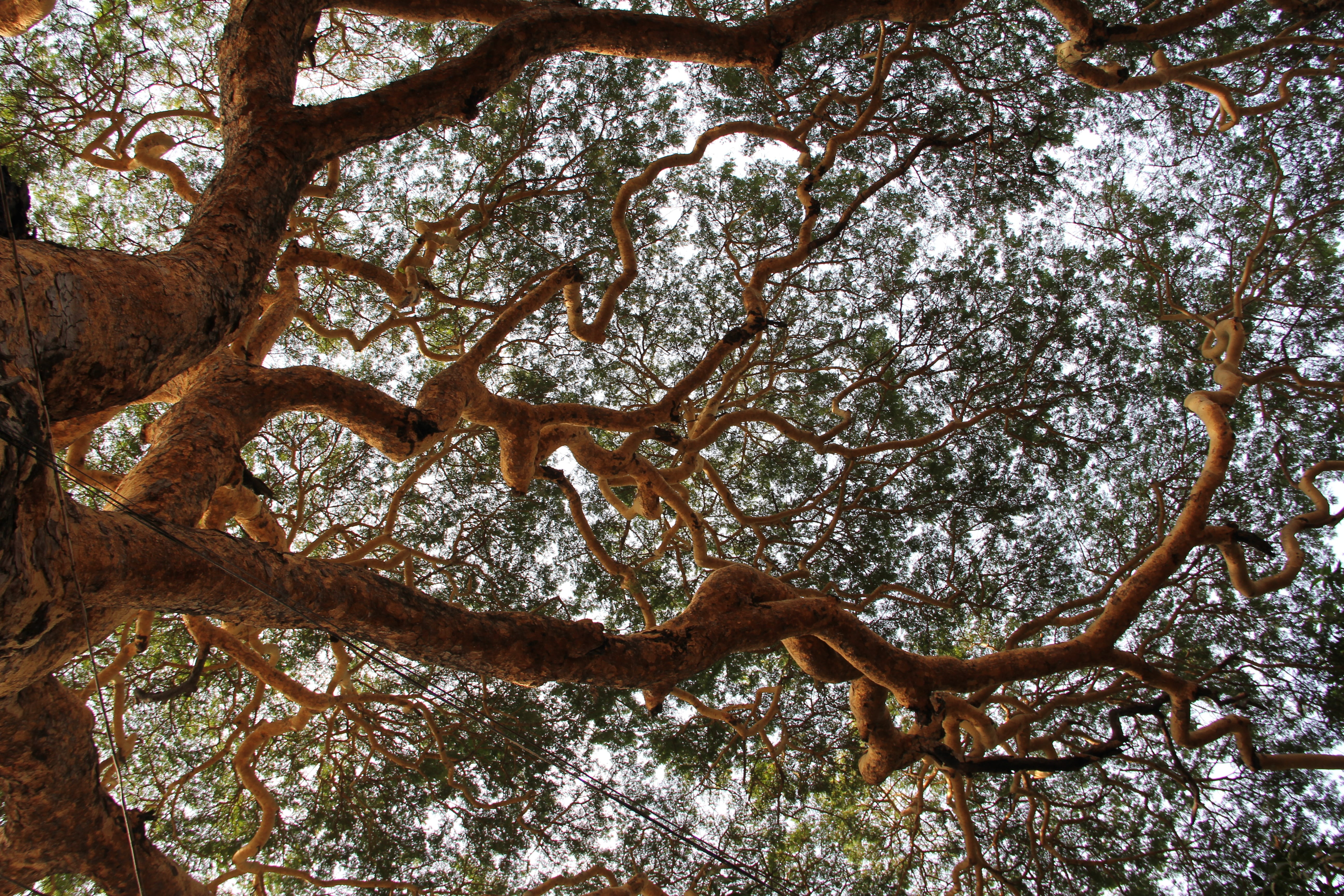 branches, low angle view, forest, tree, branch, brown, day, outdoors, backgrounds, plant, trunk, full frame, growth, tribe, textured, aesthetic, plant part, HD Wallpaper