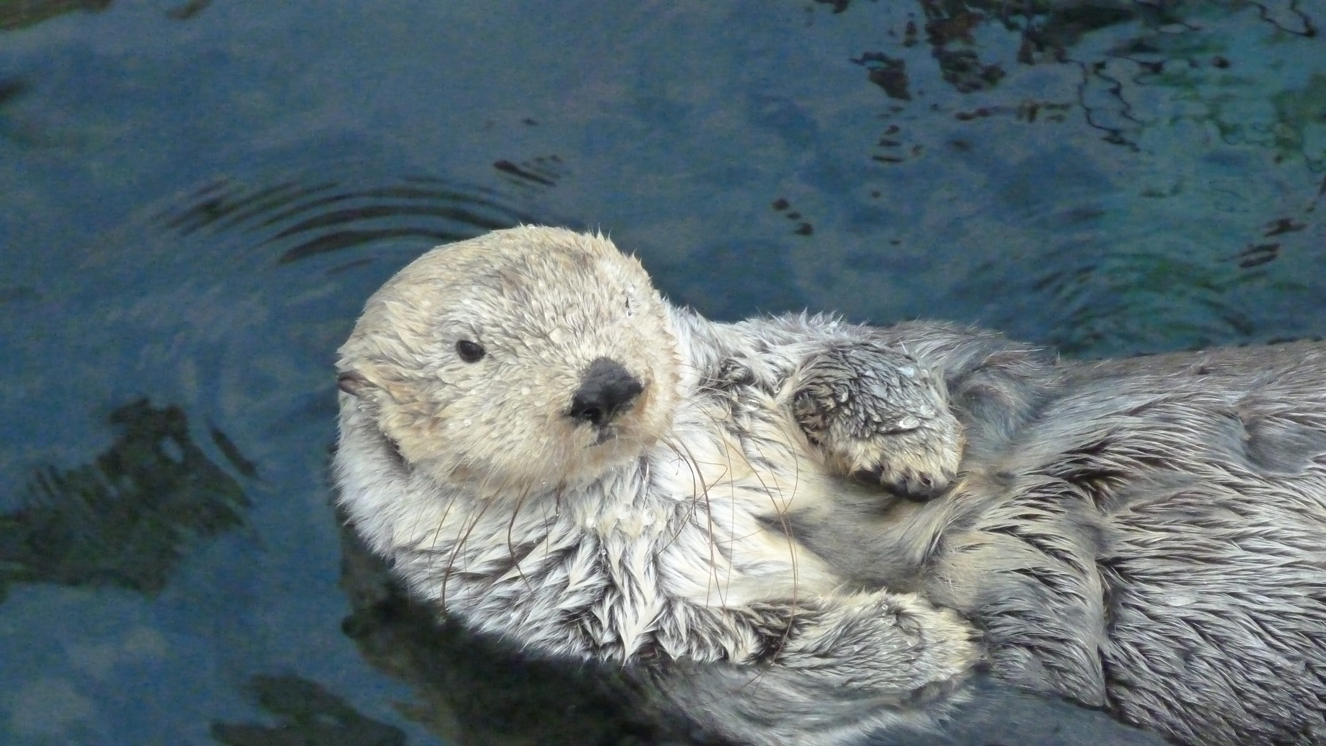 water, swim, day, swam, outdoors, white, underwater, vertebrate, beaver, animal head, fur, nature, animal, mammal, looking at camera, animal body part, HD Wallpaper