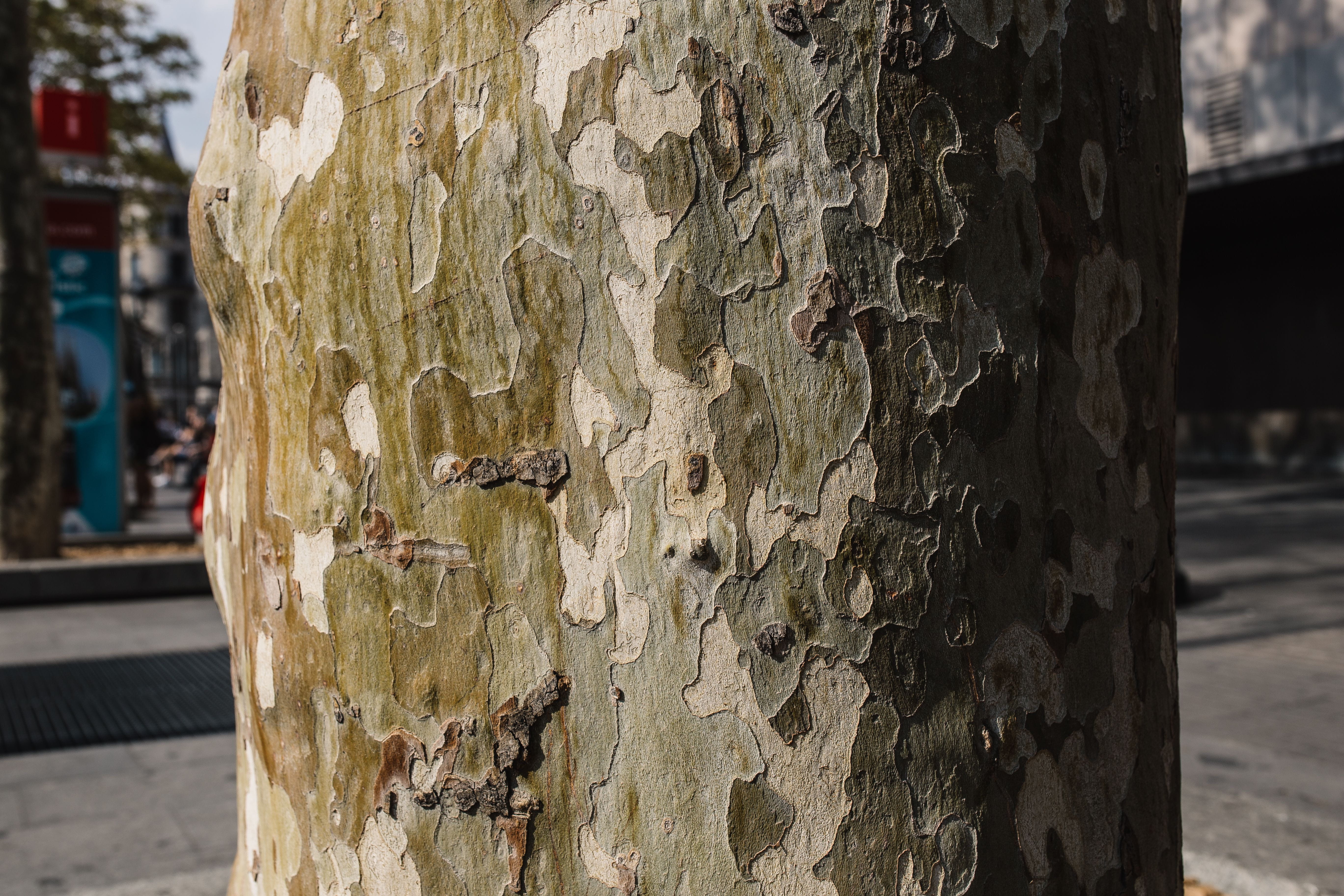 tree, 5K, pattern, no people, close-ups, tree trunk, nature, solid, bark, weathered, strong, trunks, outdoors, day, hard, close-up, trunk, rough, focus on foreground, HD Wallpaper