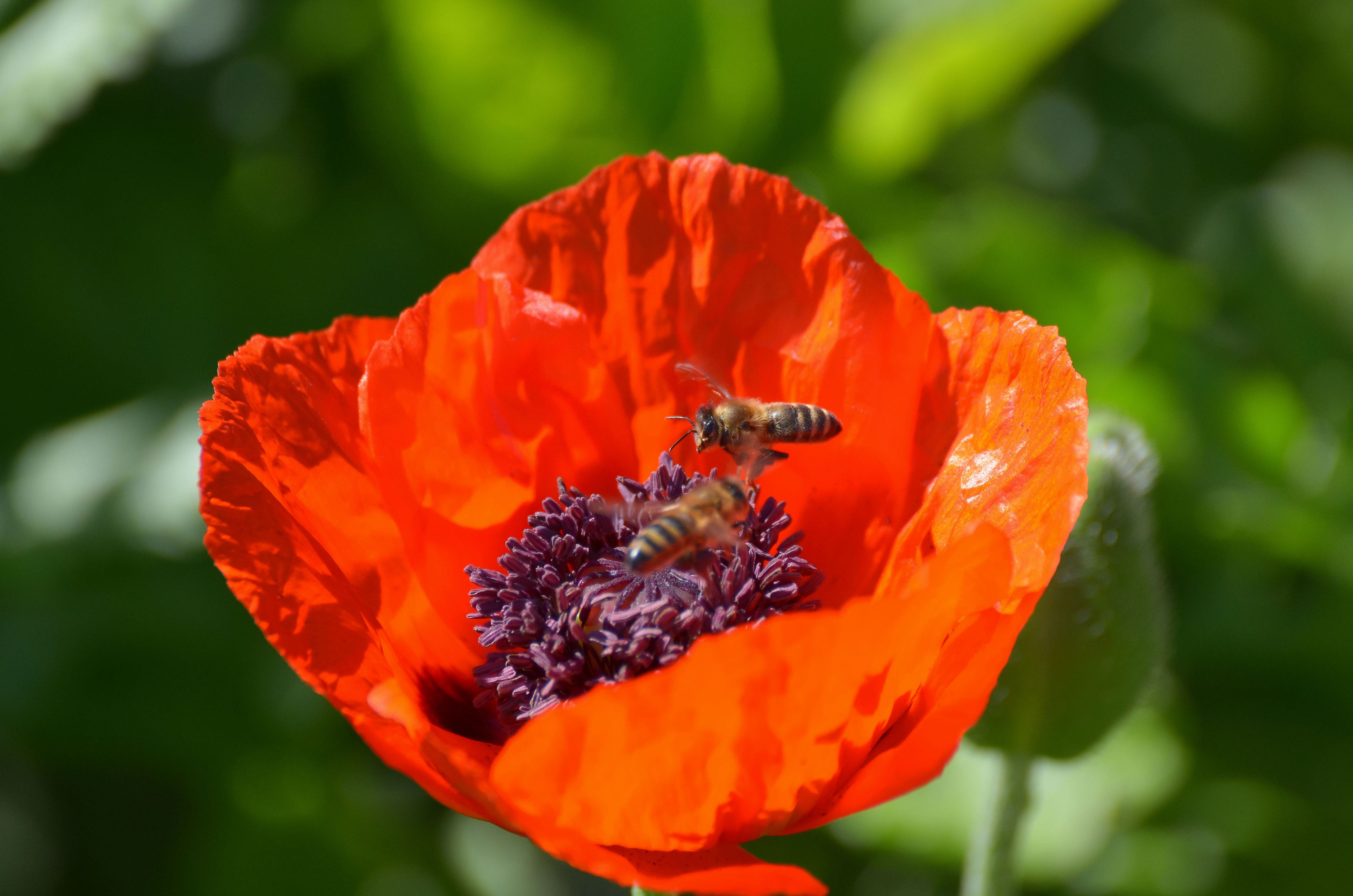 poppy flower, honey, animal themes, petals, close-up, wild flowers, focus on foreground, blossoms, flower, animals in the wild, vulnerability, flowering plant, HD Wallpaper