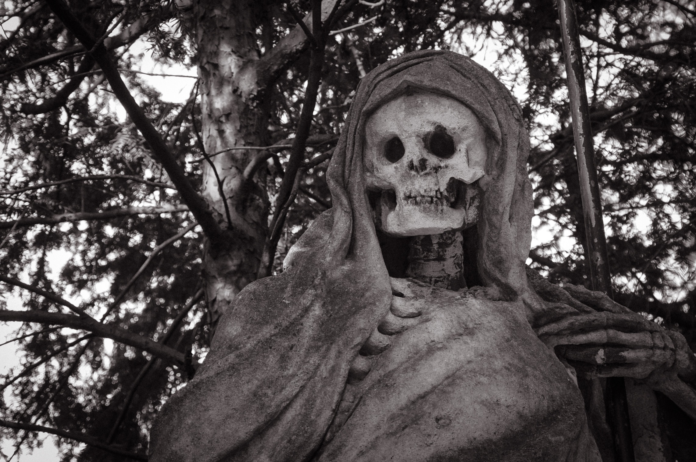 nightmare, art and craft, growth, representation, grave, cemetery, plant, human representation, nature, tree trunk, dead, day, spooky, skeleton, no people, HD Wallpaper