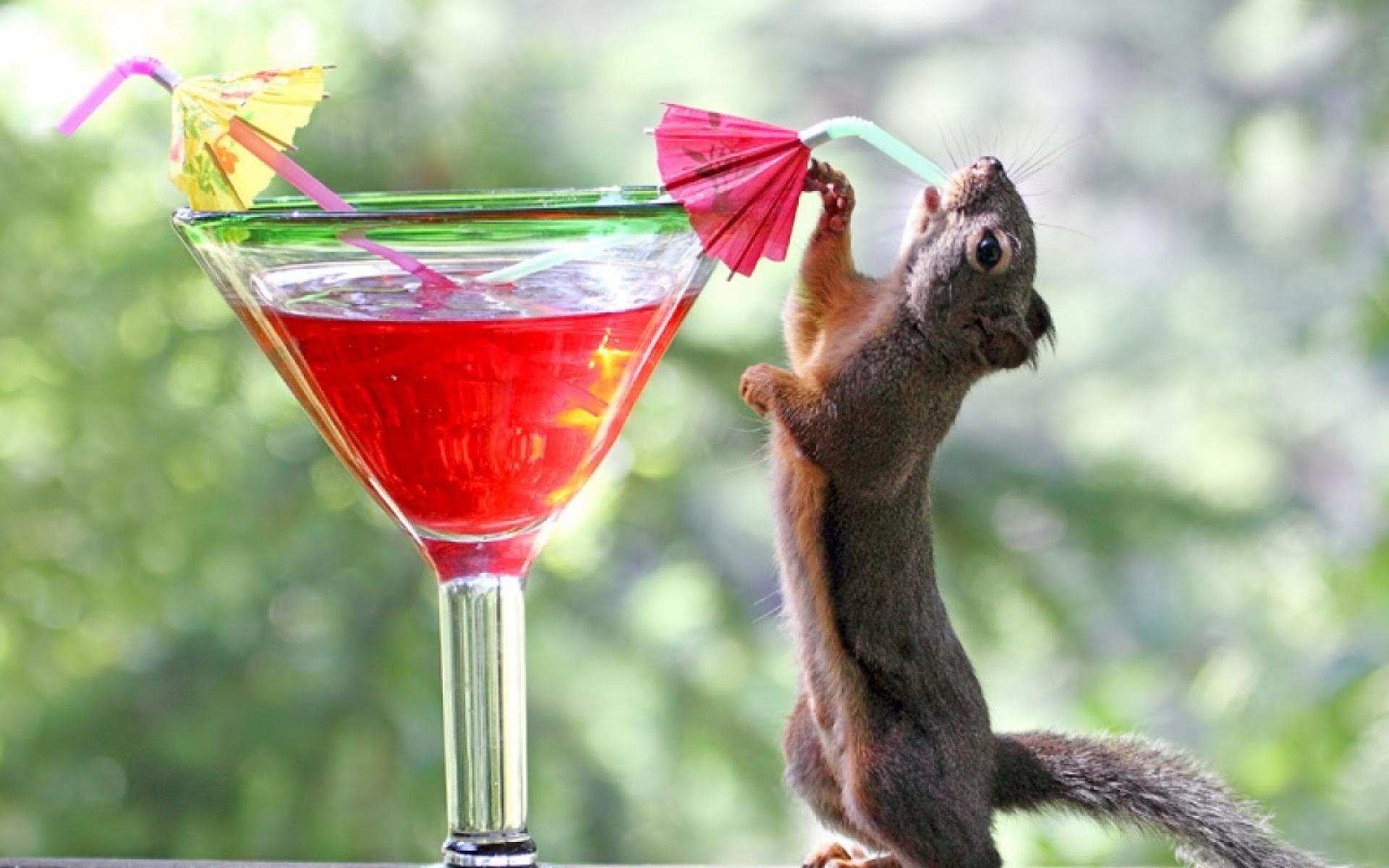 animals, 1080P, drink, yellow, animal, squirrel, green, HD Wallpaper
