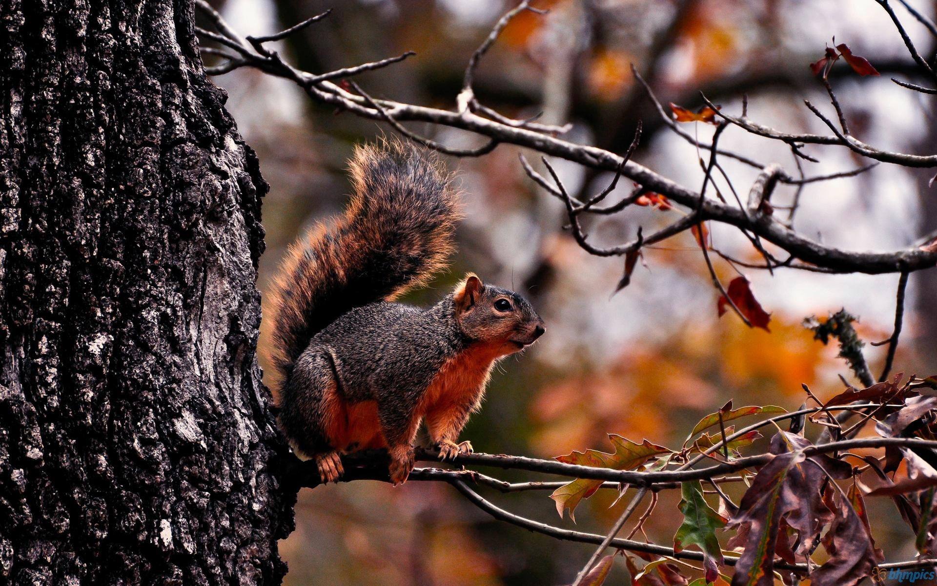 tree, animals, 1080P, cute, squirrel, brown, trees, squirrels, flying, HD Wallpaper