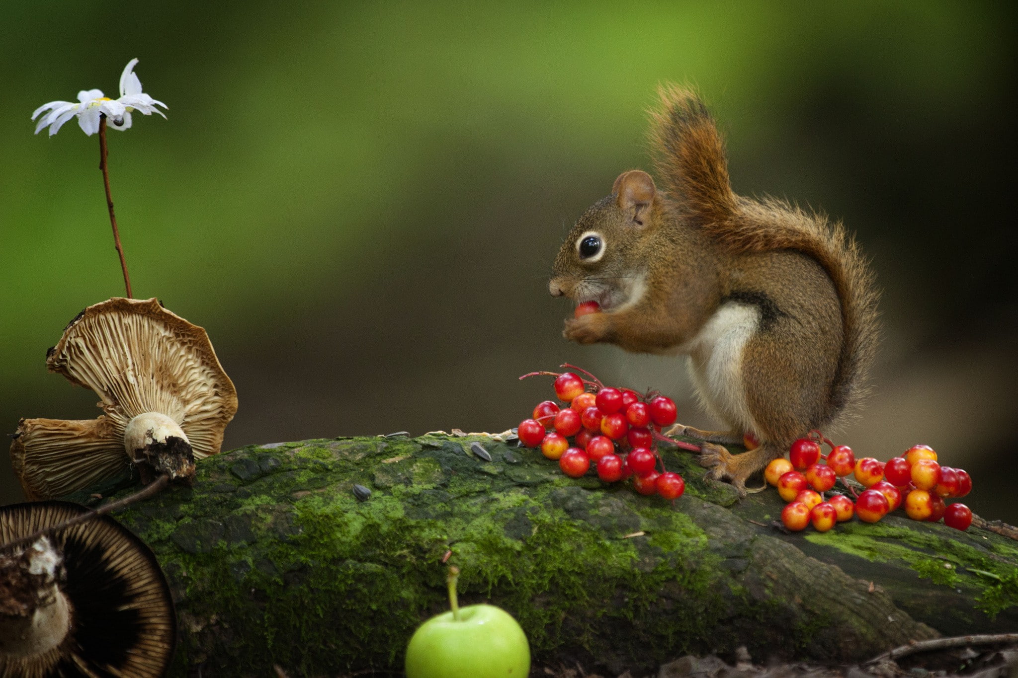 eat, s, mushrooms, 1080P, hd, animals, Berries, squirrel, brown, Best s, HD Wallpaper