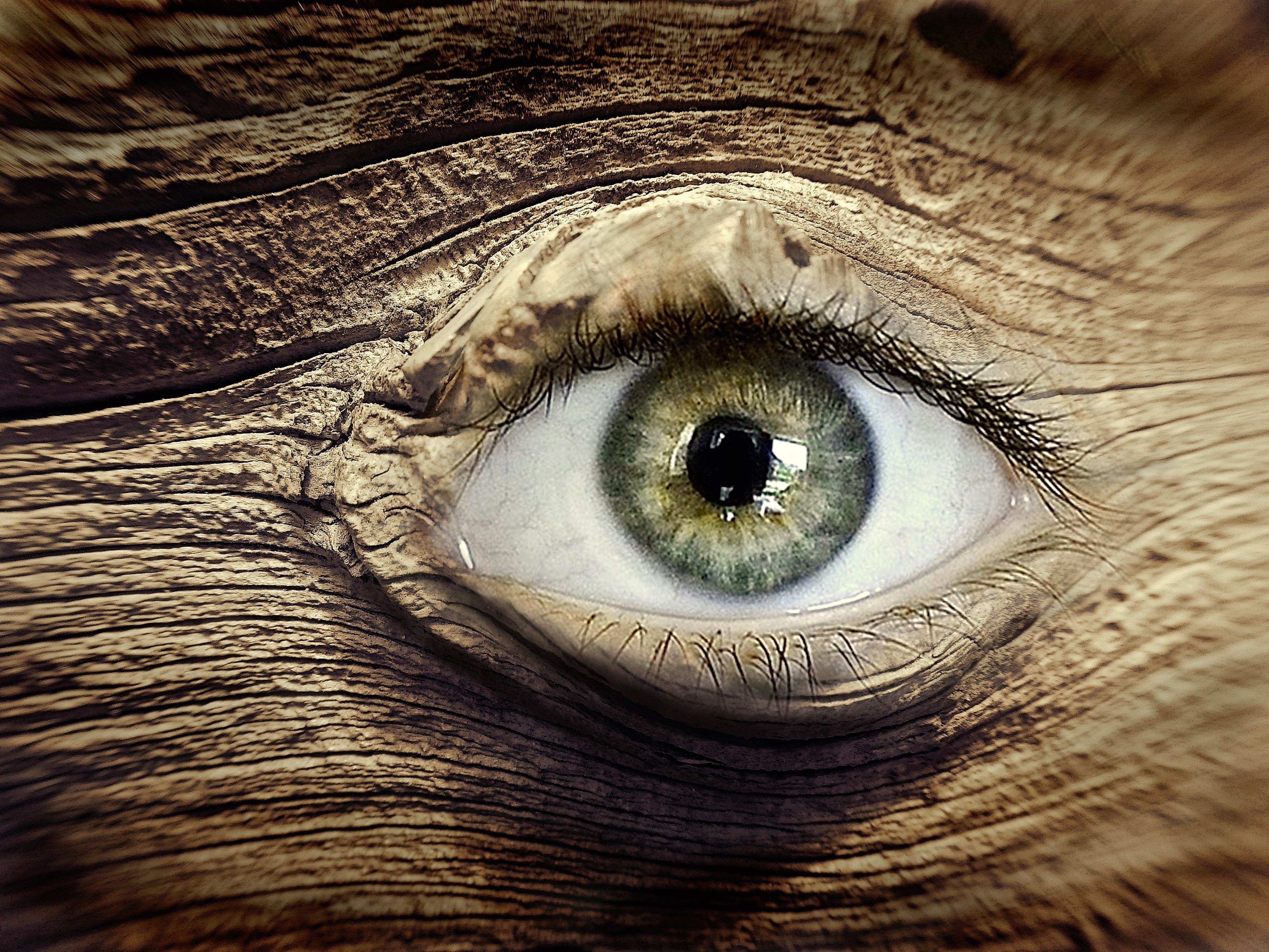 wooden structure, view, wood eye, body part, wood grain, human face, looking at camera, eyeball, eyebrow, log, eyesight, backgrounds, photo, close, full frame, HD Wallpaper