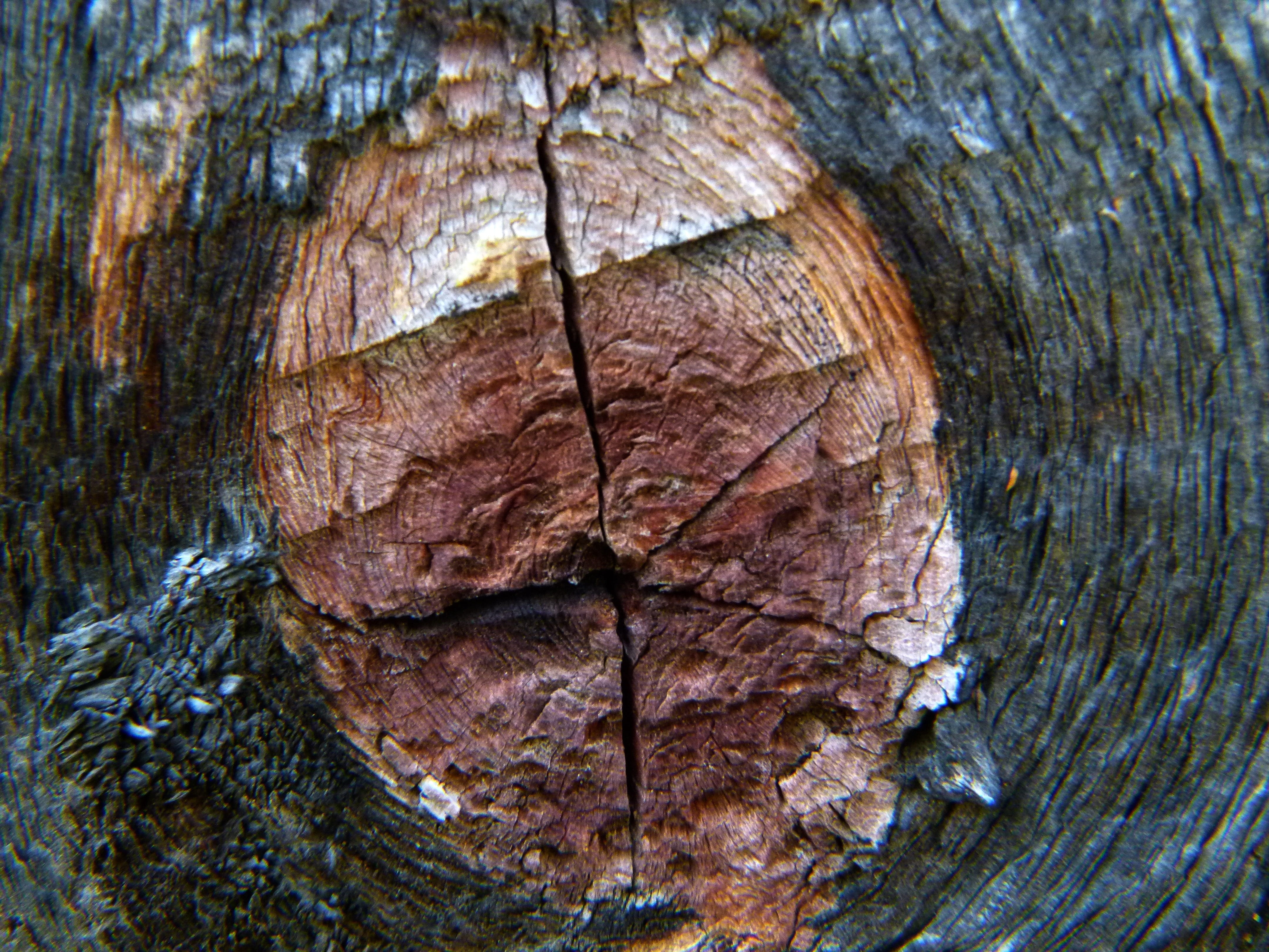 full frame, close-up, trunk, bark, knothole, plant, wood, day, wood grain, tree, wood - material, pattern, extreme close-up, tree trunk, dry, nature, brown, HD Wallpaper