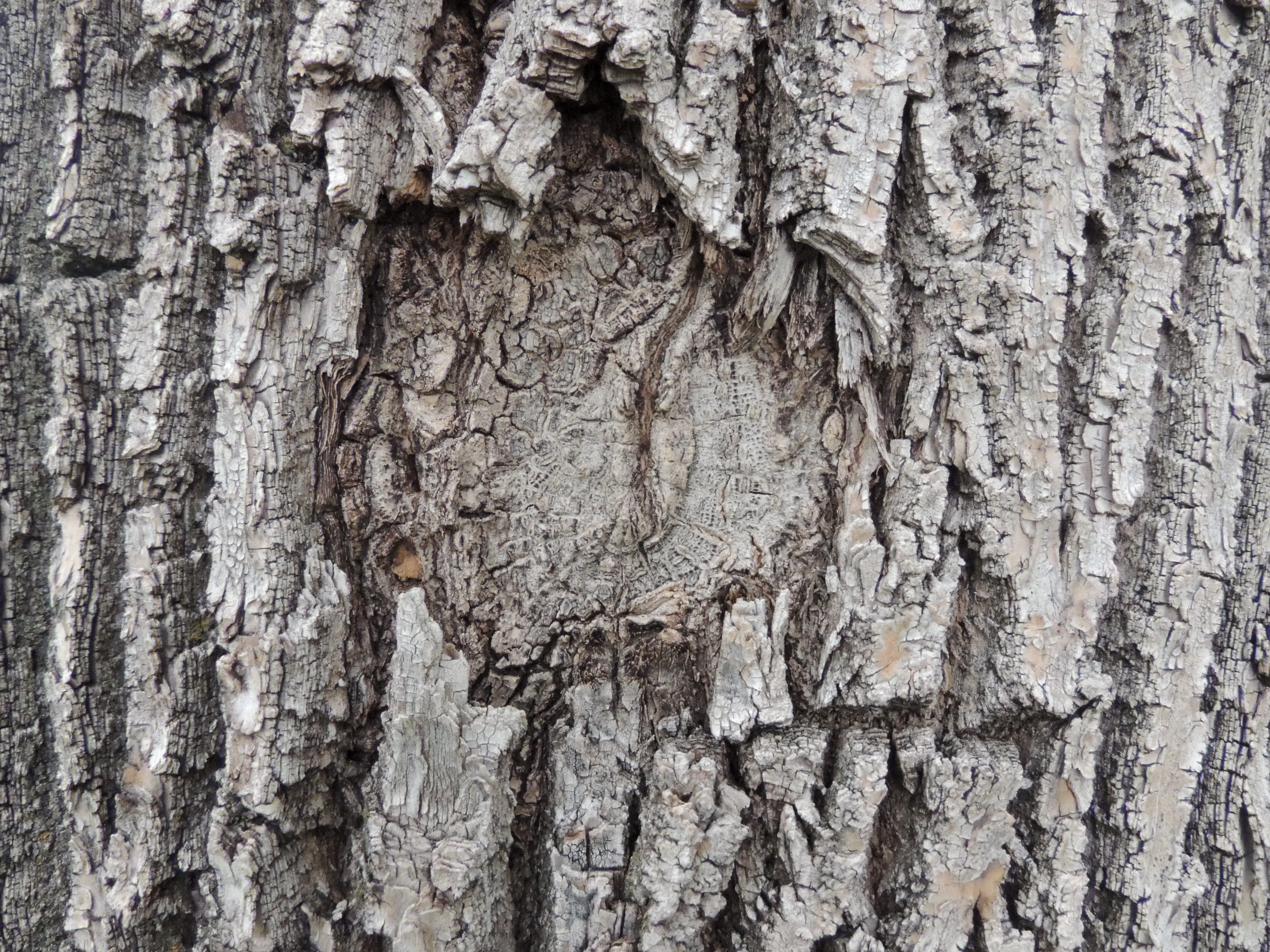 Bark, no people, plant, Texture, 4K, grey, weathered, nature, full frame, natural condition, pattern, wood - material, close-up, day, brown, trunk, backgrounds, HD Wallpaper