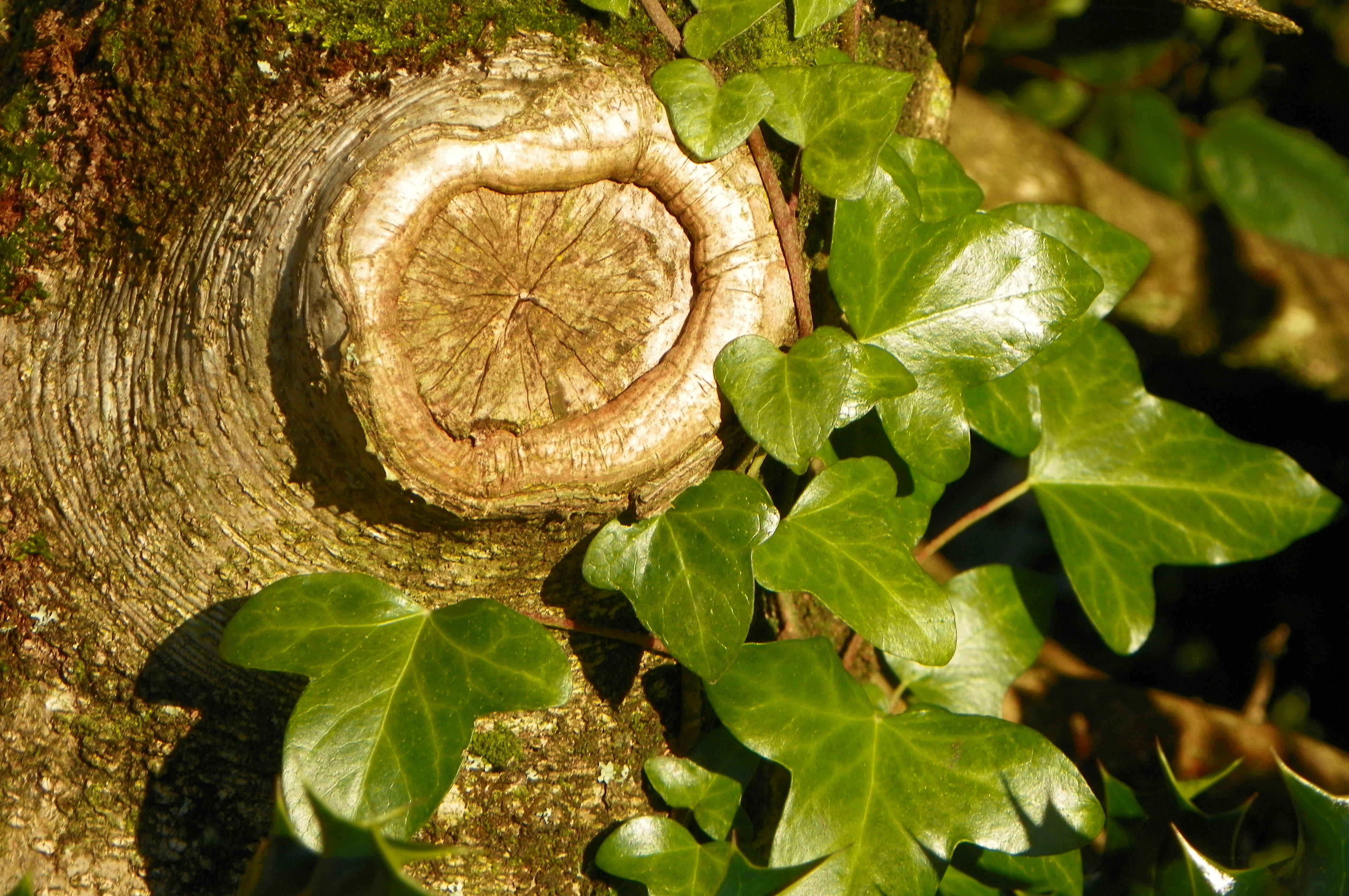 day, food, forest, leaf, vegetation, ivy, wood - material, knothole, sunlight, bark, close-up, directly above, tree, trunk, no people, nature, growth, plant part, HD Wallpaper