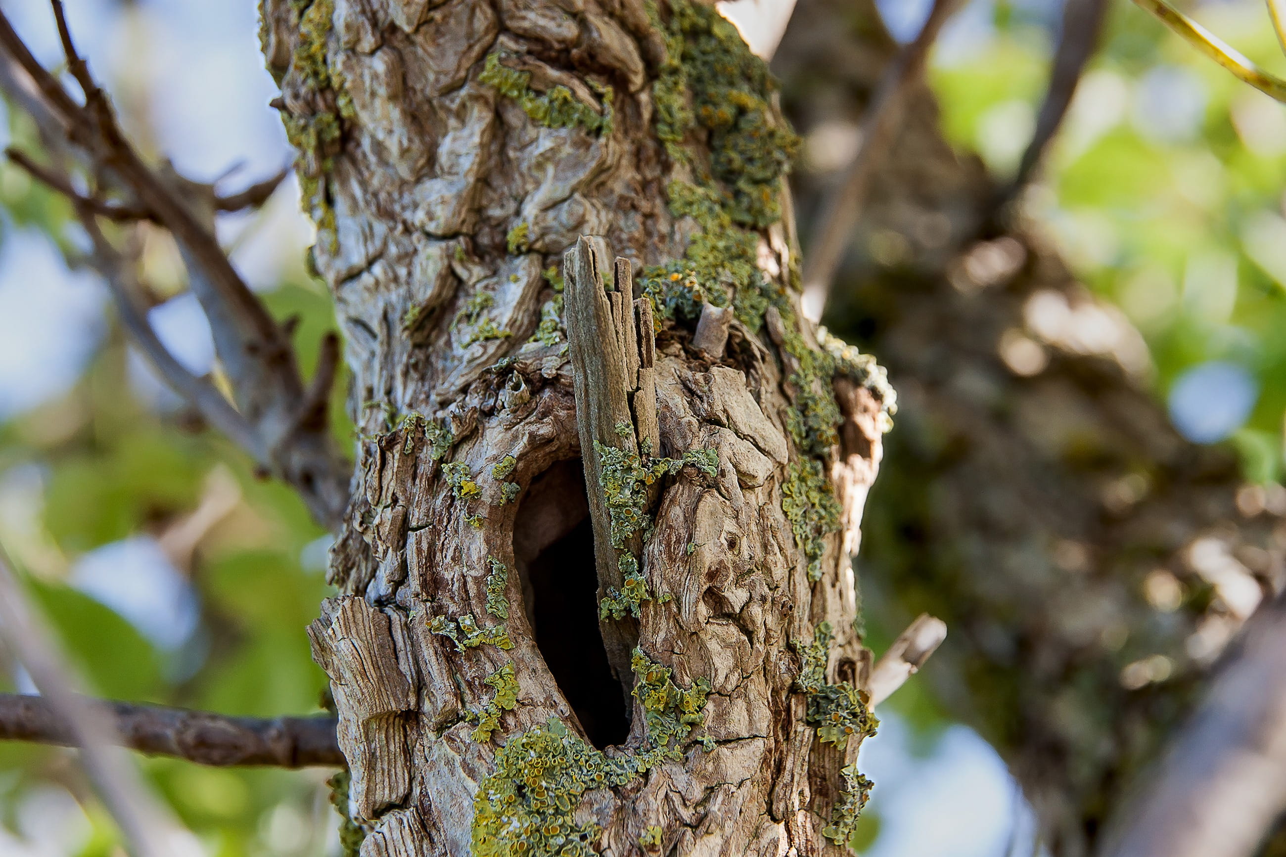 outdoors, 2K, no people, trunk, plant, focus on foreground, rough, nature, Log, moss, bark, tranquility, selective focus, wood, gnarled, land, Erosion, HD Wallpaper