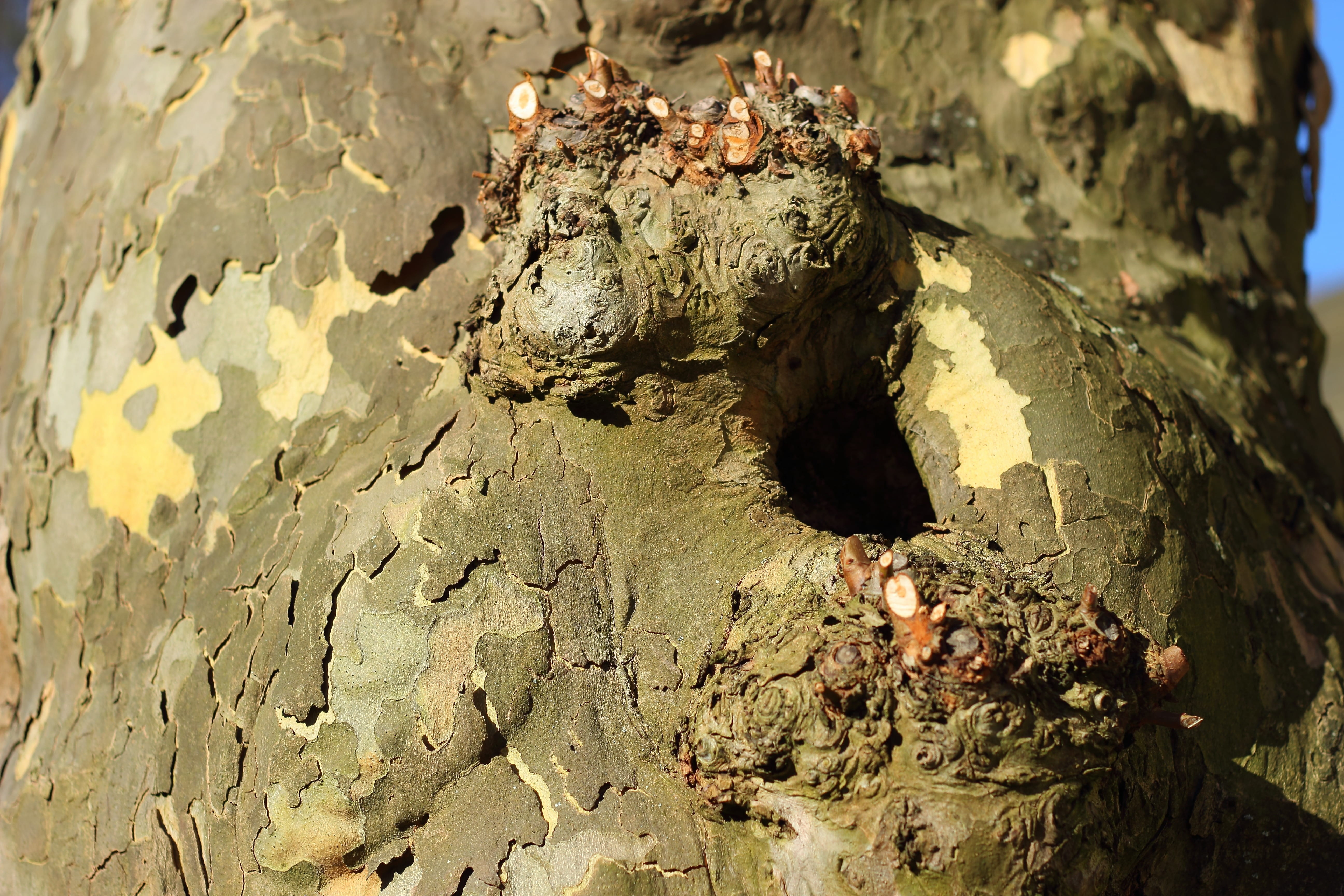 trunk, tree, animal wildlife, sunlight, water, rock, Tree Bark, high angle view, Bark, mud, nature, Tree, solid, no people, group of animals, animals in the wild, HD Wallpaper