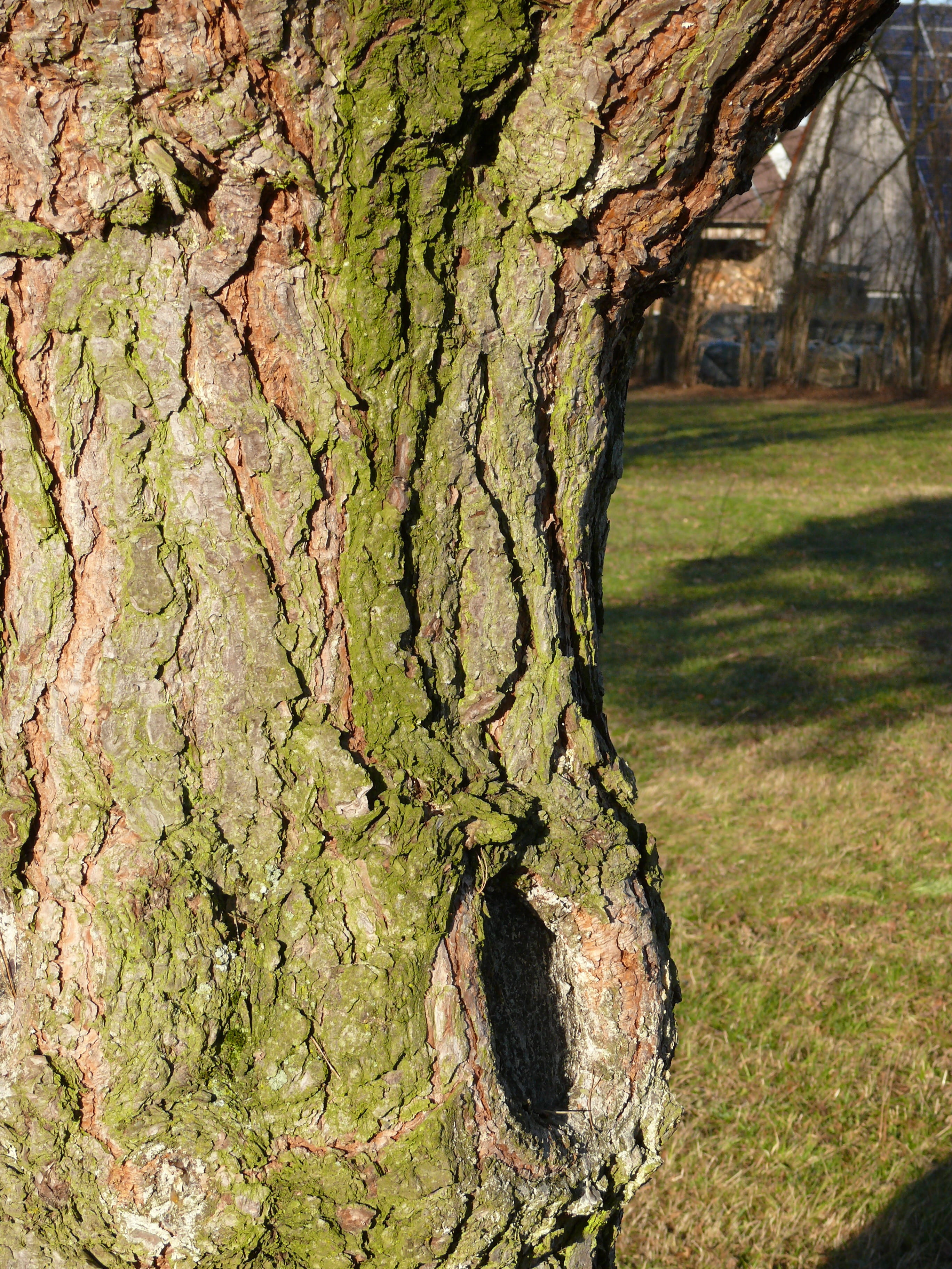 Bark, tree trunk, Structure, growth, tranquility, plant bark, day, grass, Tree, 2K, textured, green color, focus on foreground, outdoors, no people, Knothole, Phone HD Wallpaper