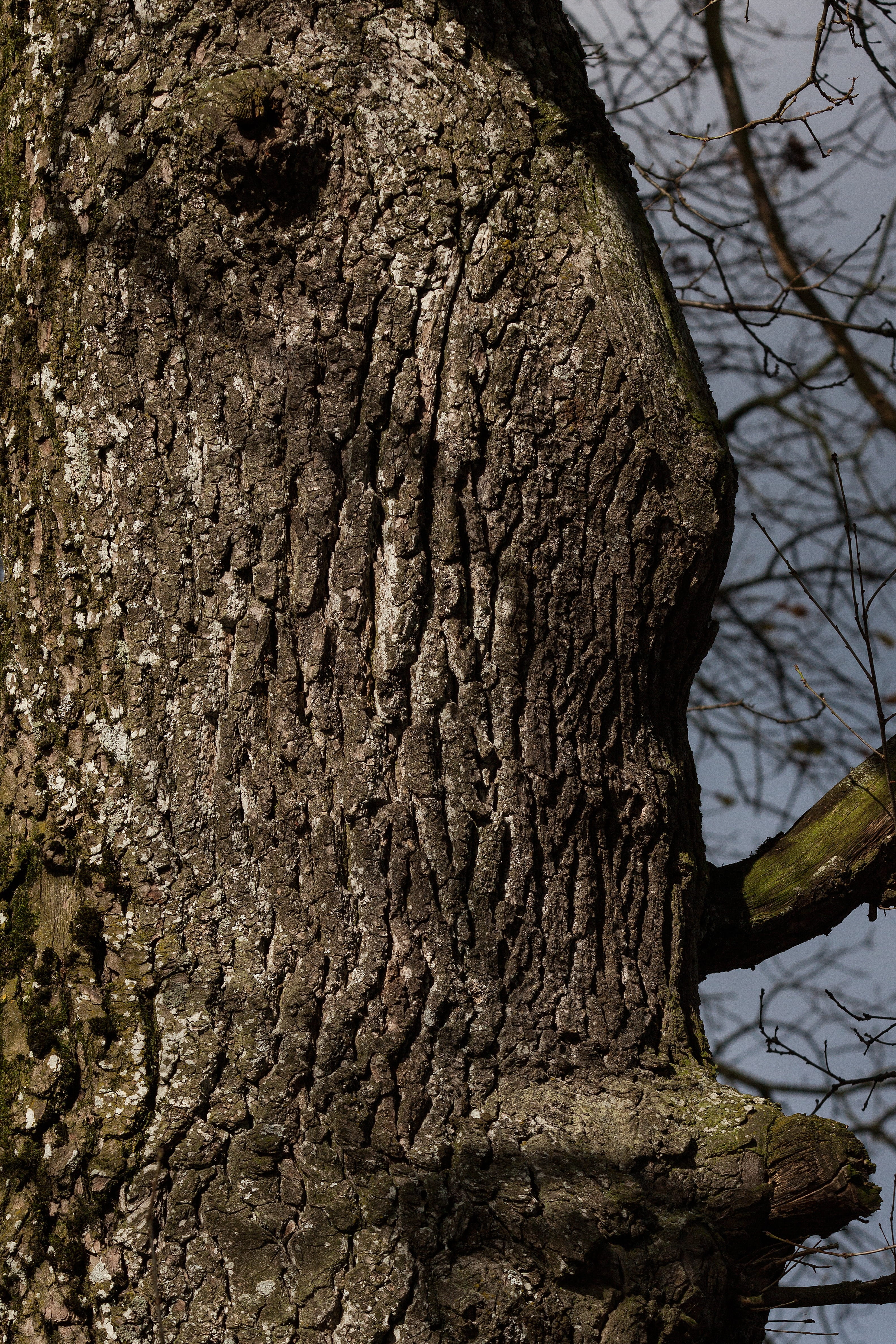tree trunk, nature, oak, brown, outdoors, land, old oak, knothole, trunk, wood - material, bast, rough, focus on foreground, close-up, no people, textured, Phone HD Wallpaper