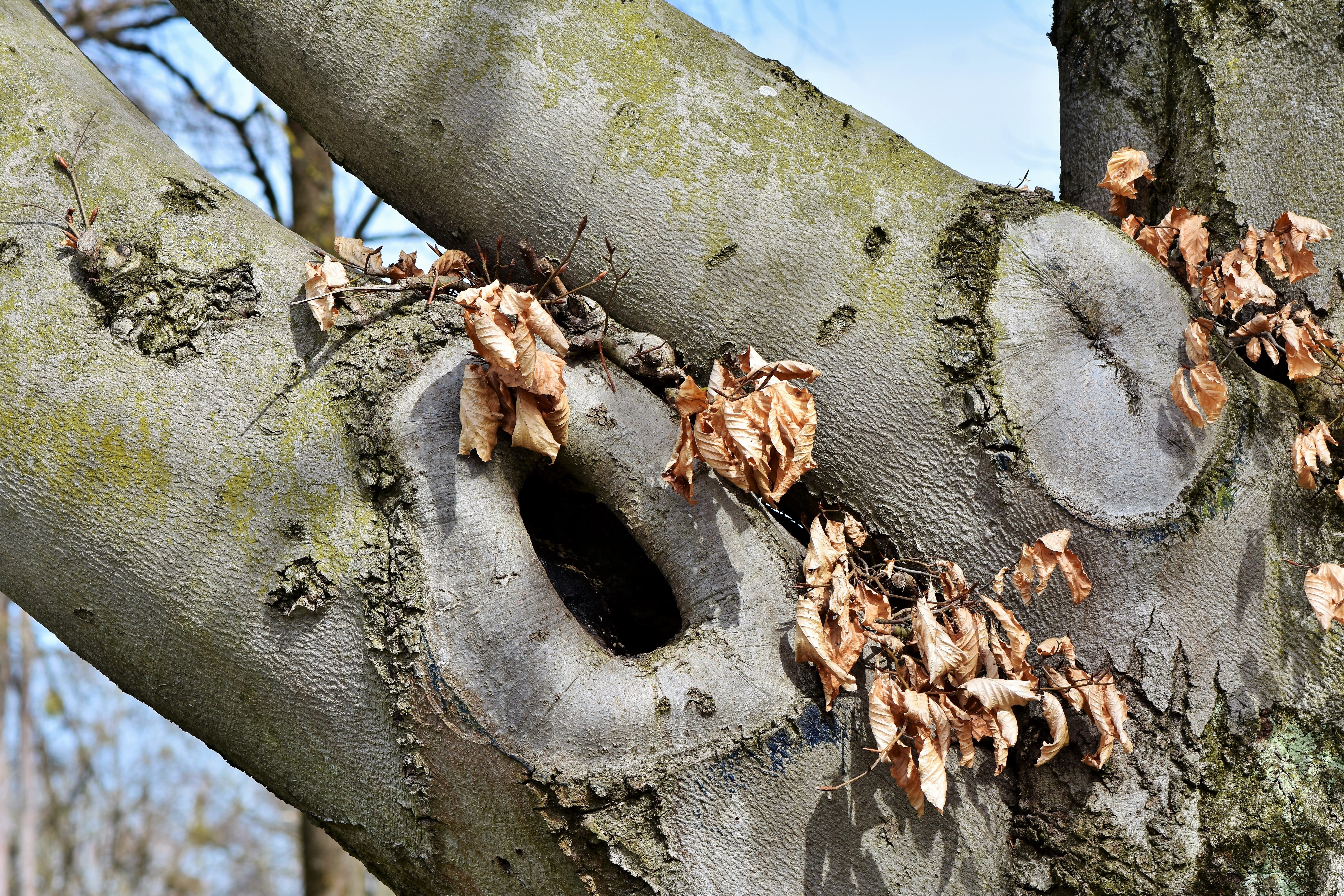 tree hole, day, deciduous tree, knothole, old tree, tree trunk, nature, gnarled, bark, metal, trunk, wood, sawed off, green, forest, leaf, old, animal wildlife, HD Wallpaper