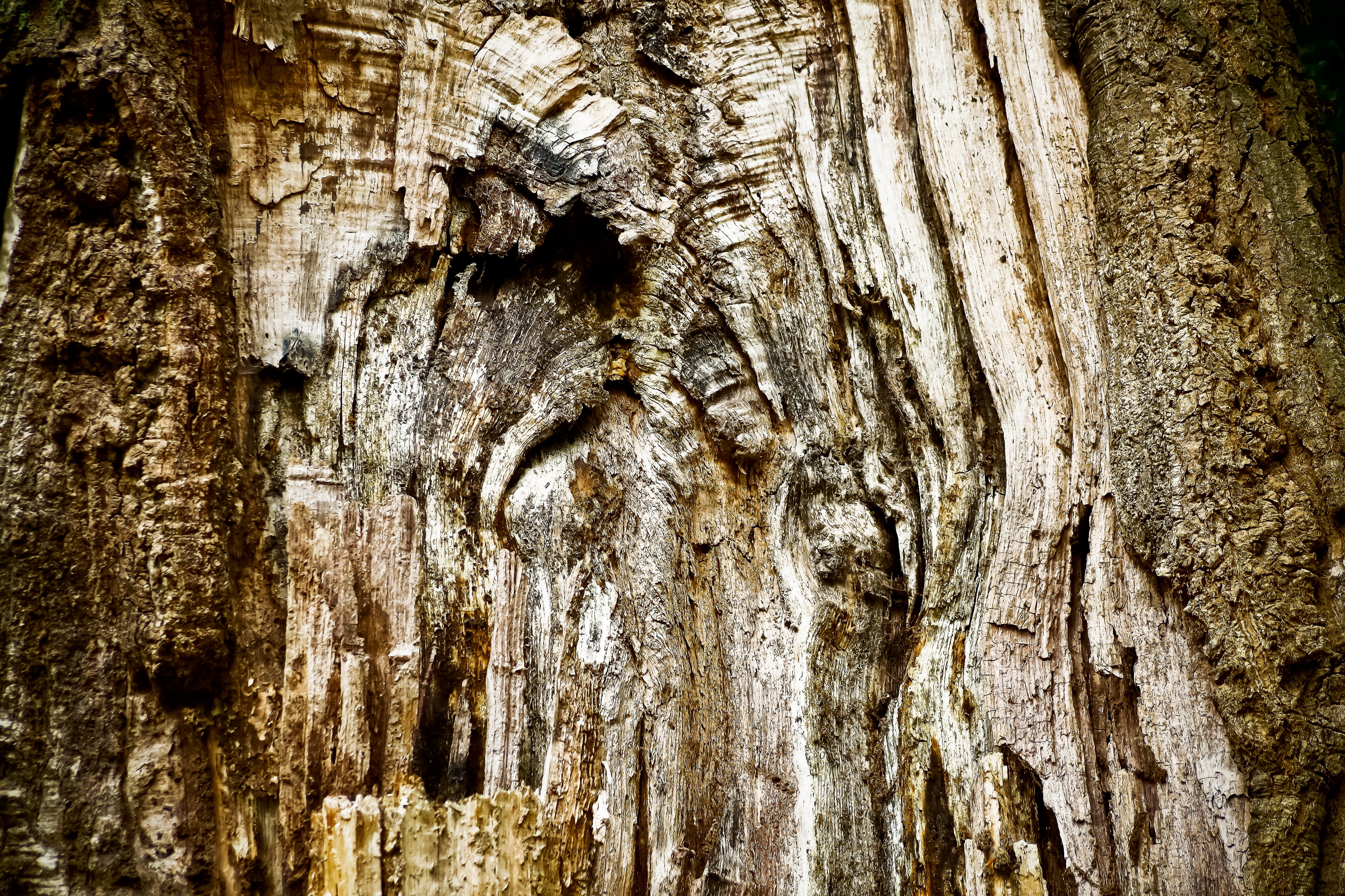 wooden structure, grain, old wood, tree, shades of brown, texture, plant, rough, weathered, tribe, weathering, close-up, material, wood grain, wood, plant bark, HD Wallpaper