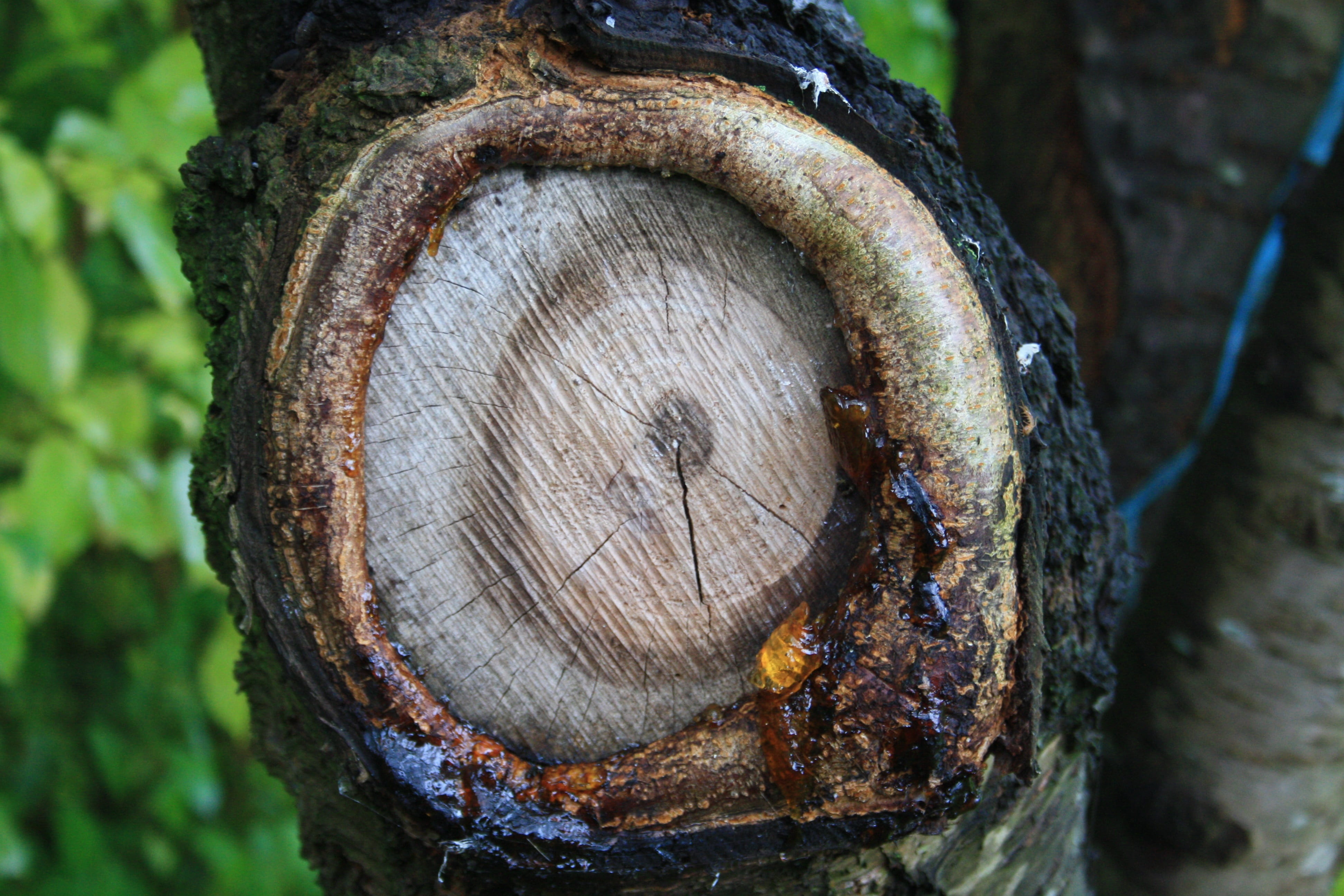 no people, log, tree, bark, 4K, shape, textured, nature, environment, background, deforestation, annual rings, timber, focus on foreground, day, knothole, HD Wallpaper