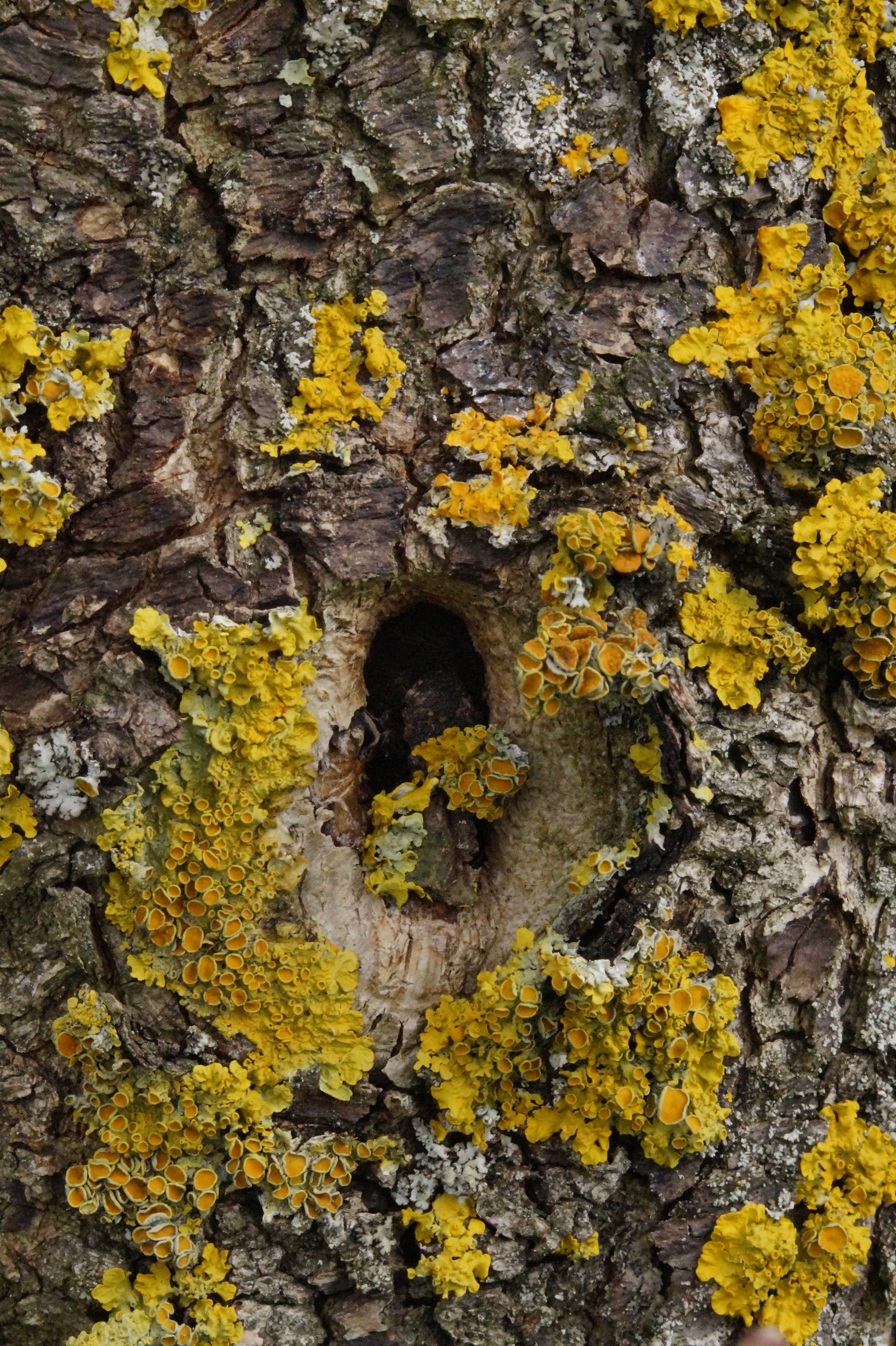 log, rough, pattern, Wood, Knothole, tree bark, nature, trunk, close-up, full frame, Tree, tree eyes, plant bark, close, textured, rock - object, no people, Phone HD Wallpaper