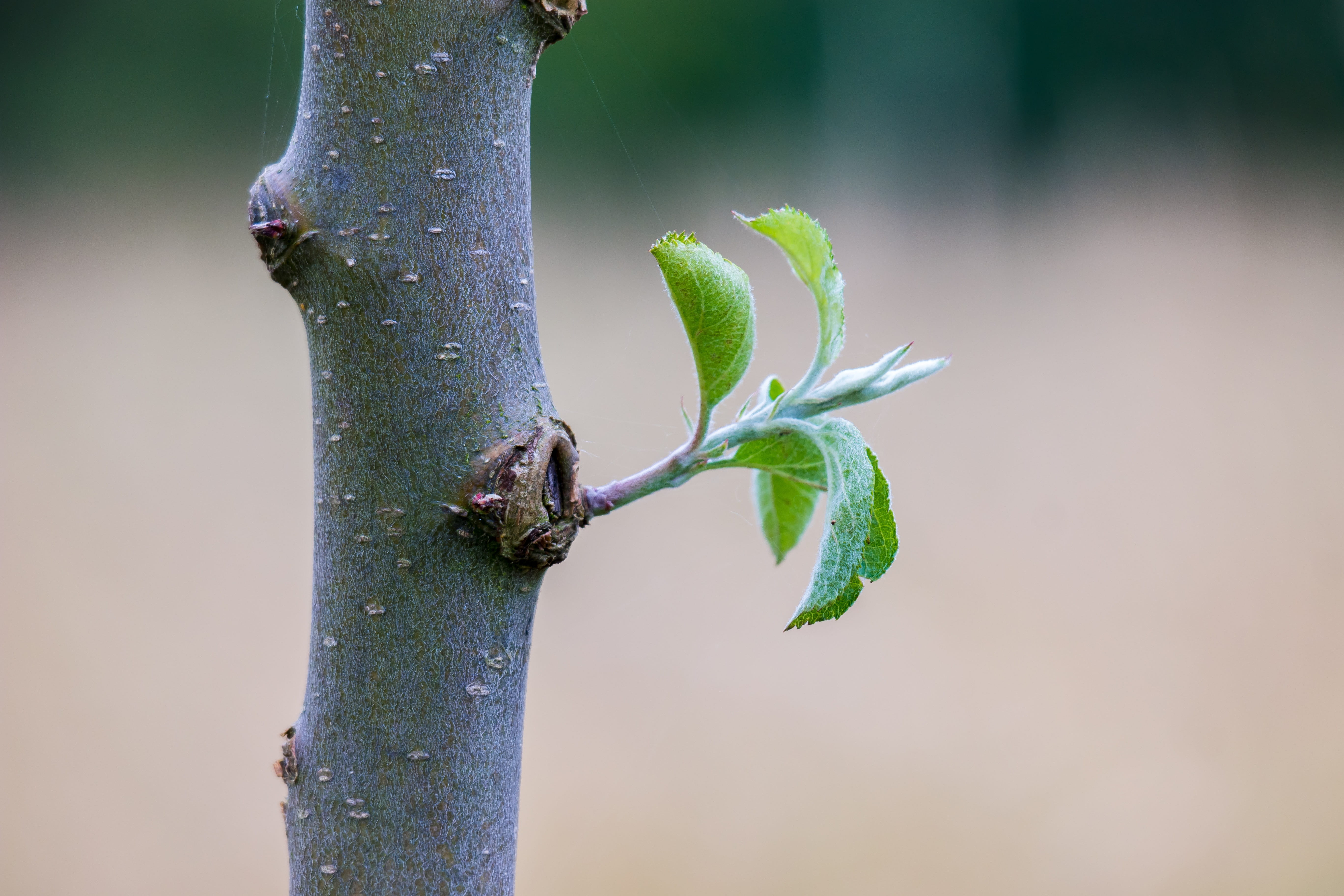 botany, plant stem, green color, Tribe, Apple Tree, day, no people, beauty in nature, new life, animal wildlife, freshness, tree, plant part, close-up, HD Wallpaper