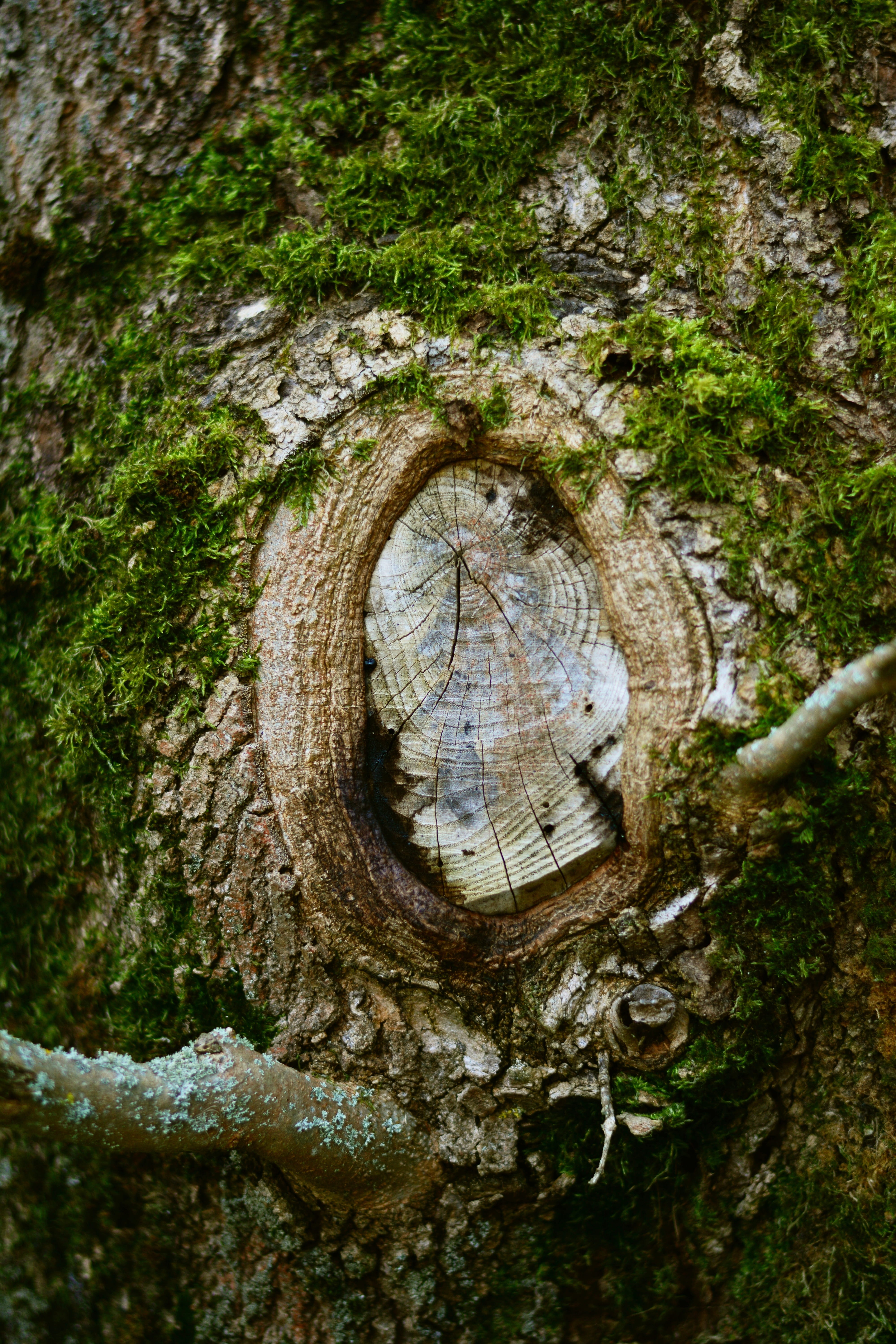 plant, wood, nature, old tree, brown, shape, trunk, day, forest, wood - material, growth, tree trunk, tribe, knothole, weathered baum, log, weathered, 5K, Phone HD Wallpaper