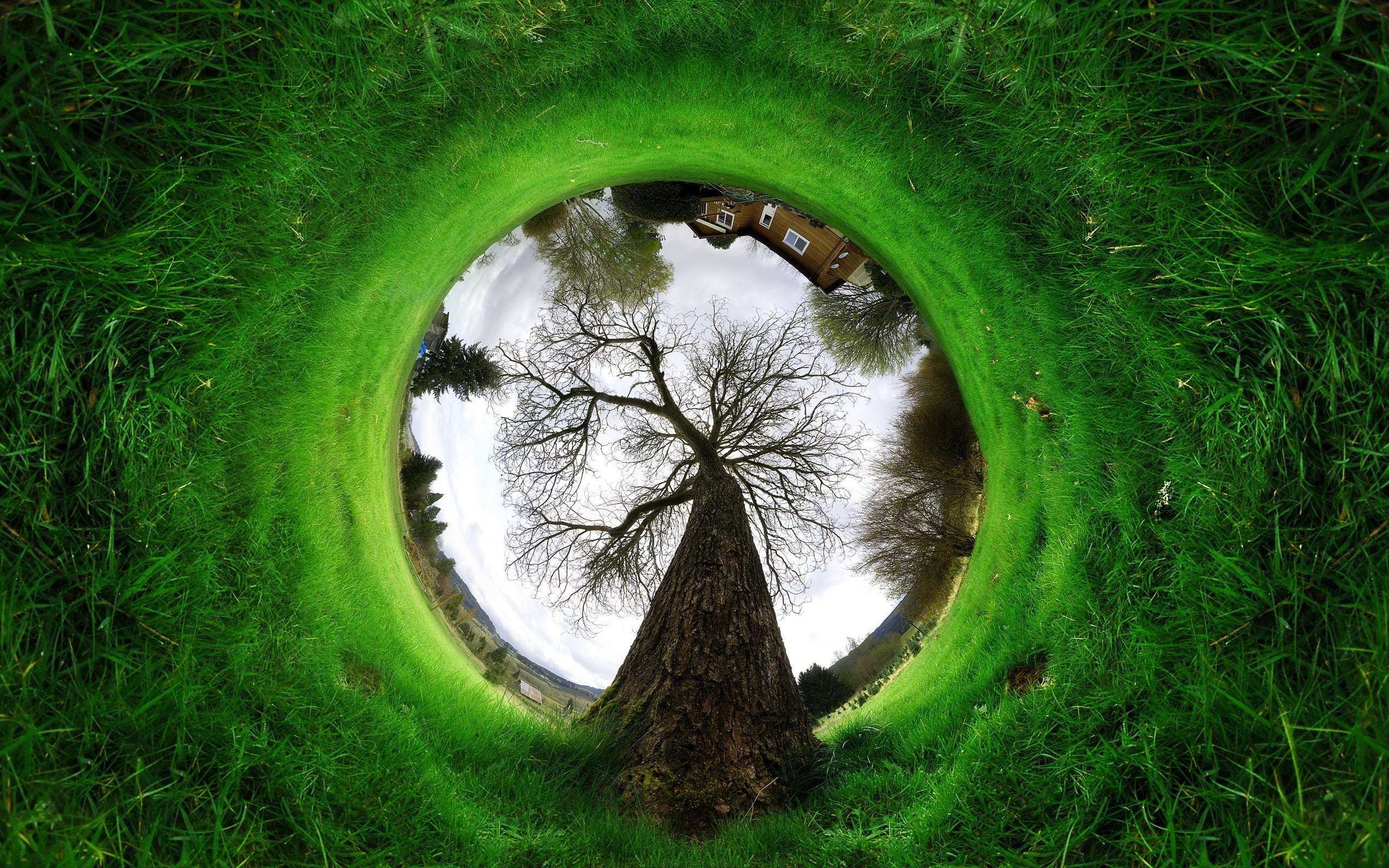 outdoors, green color, growth, day, s, bare, grass, worm, 2K, digital composite, field, circle, reflection, tree, tree trunk, no people, photography, view, HD Wallpaper