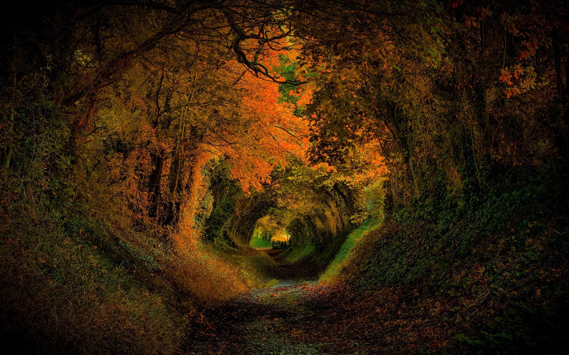 Autumn, Leaves, Nature, Hole, 1080P, Colors, Forest, Road, Trees, HD Wallpaper