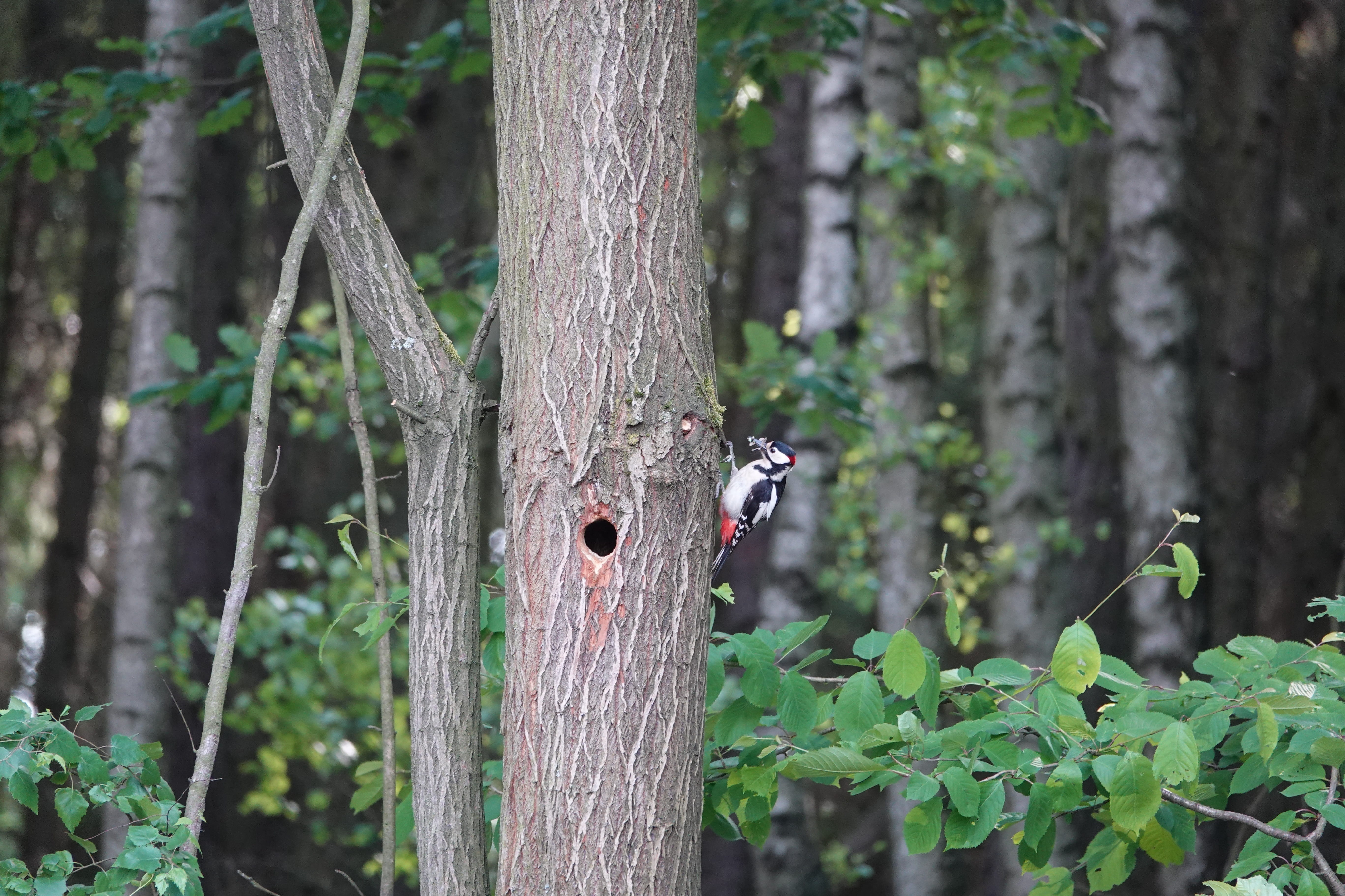 nature, day, wood - material, hole, plant, focus on foreground, forest, growth, land, animal, 5K, outdoors, invertebrate, woodpecker, animal wildlife, HD Wallpaper