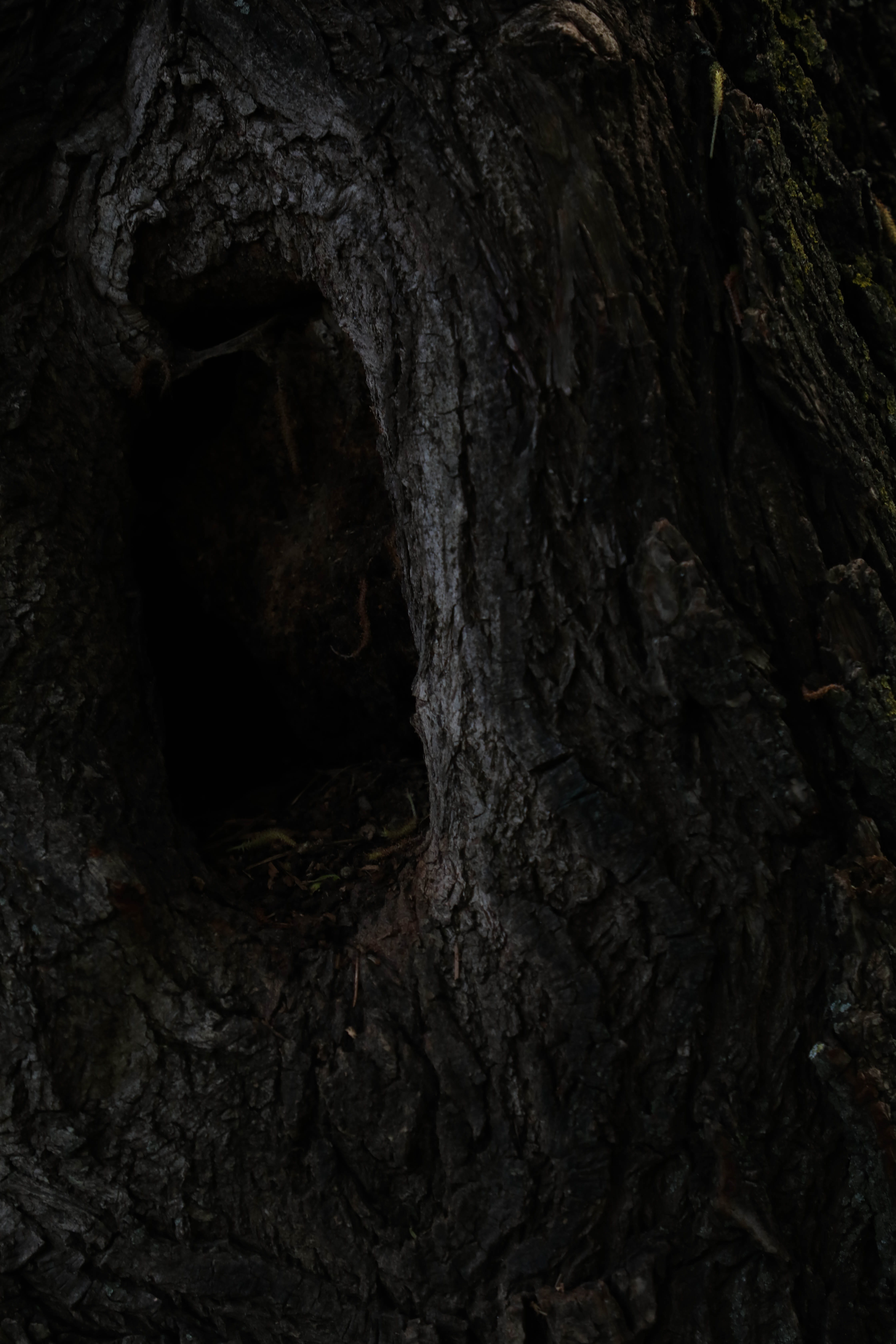 hole, bark, day, growth, nature, textured effect, plant bark, tree trunk, natural pattern, outdoors, full frame, dark, plant, textured, trunk, 5K, no people, Phone HD Wallpaper