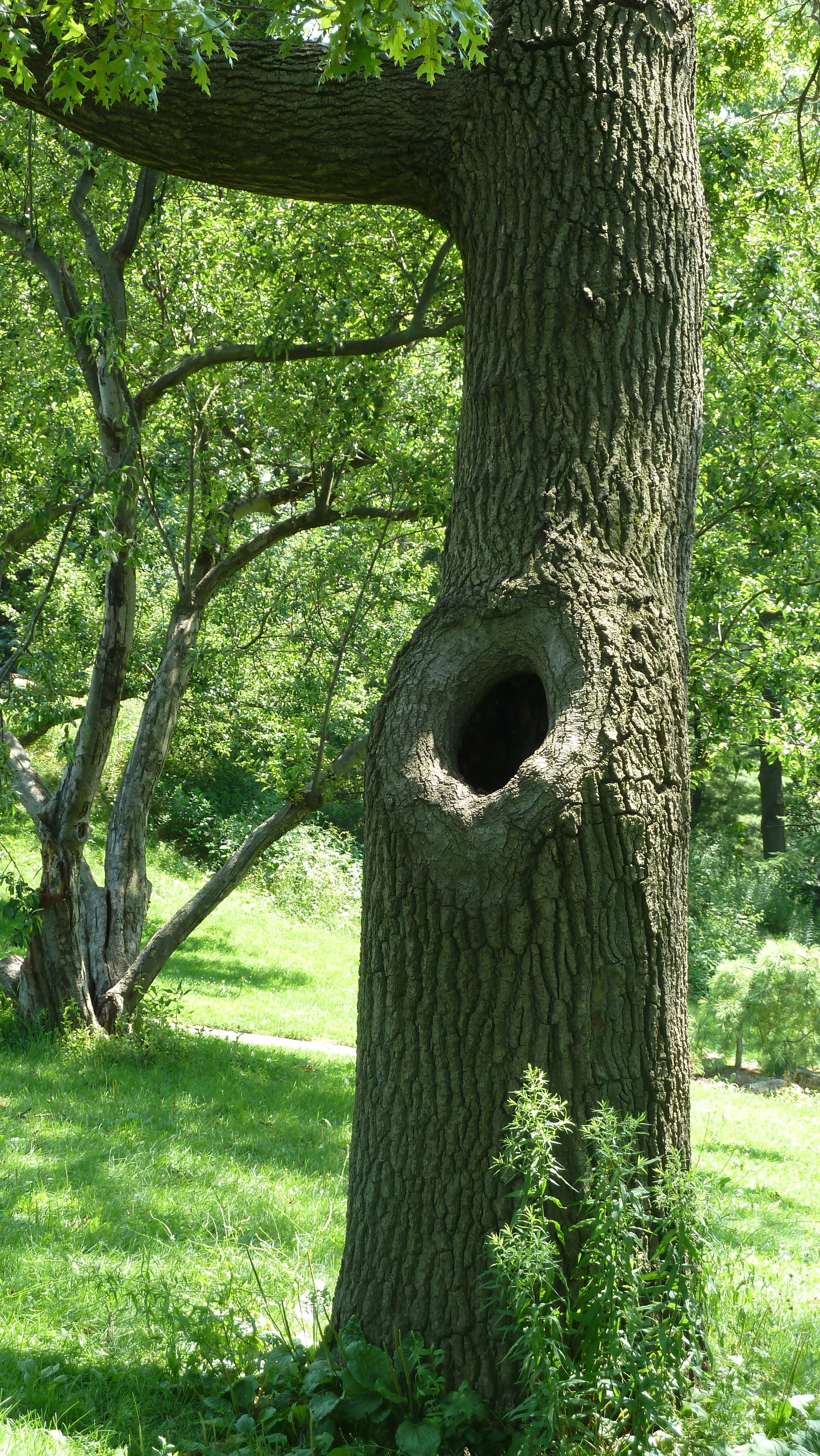 no people, branch, land, grass, texture, tranquility, forest, beauty in nature, park - man made space, scene, trunk hole, plant, tree trunk, growth, sunlight, Phone HD Wallpaper