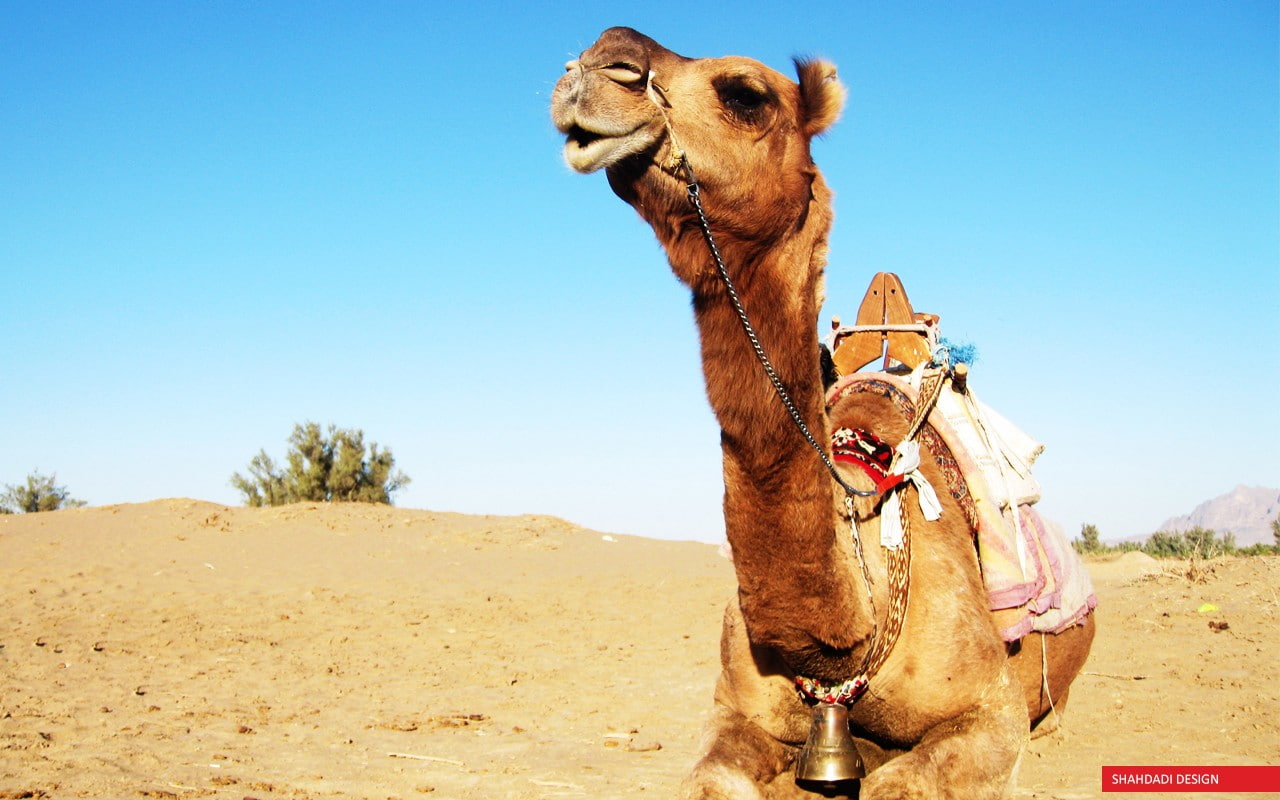 720P, camels, sand, animals, HD Wallpaper