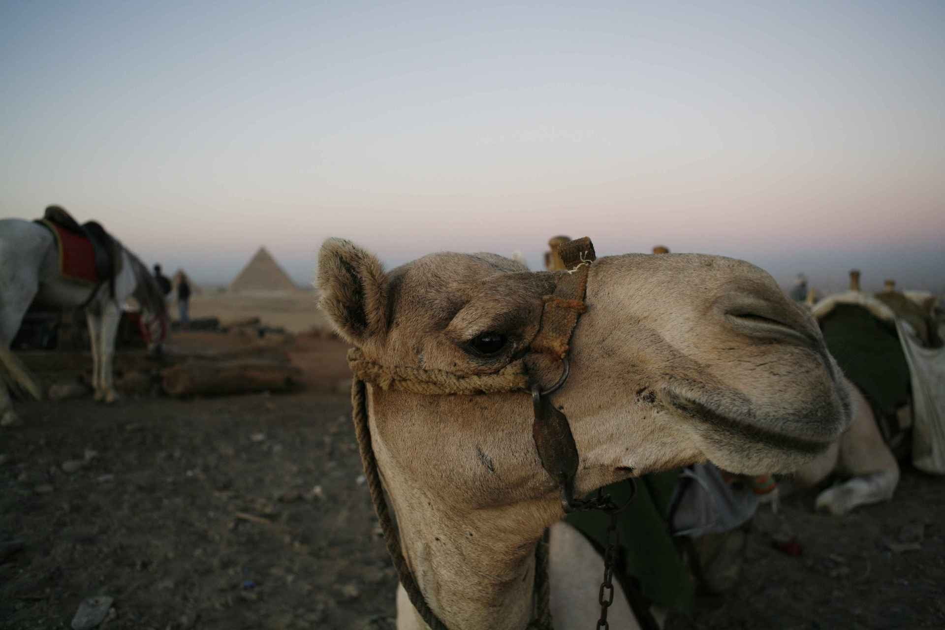 animals, nature, camels, landscape, 1080P, HD Wallpaper