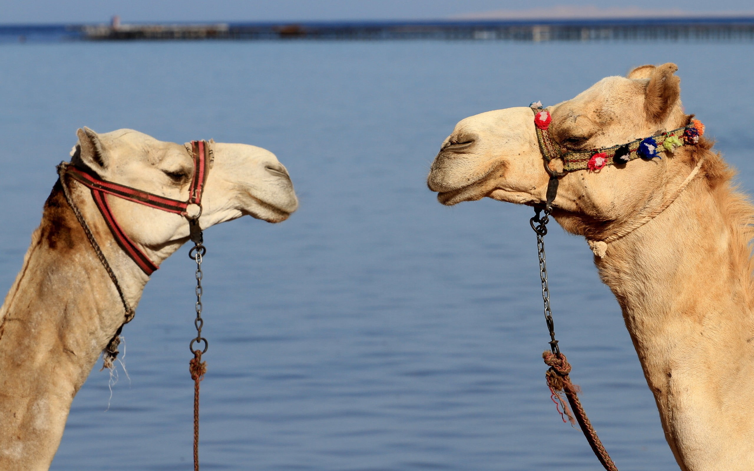 2K, nature, rope, domestic animals, mammal, one animal, canine, pets, animal, focus on foreground, animals, outdoors, camel, herbivorous, no people, camels, HD Wallpaper