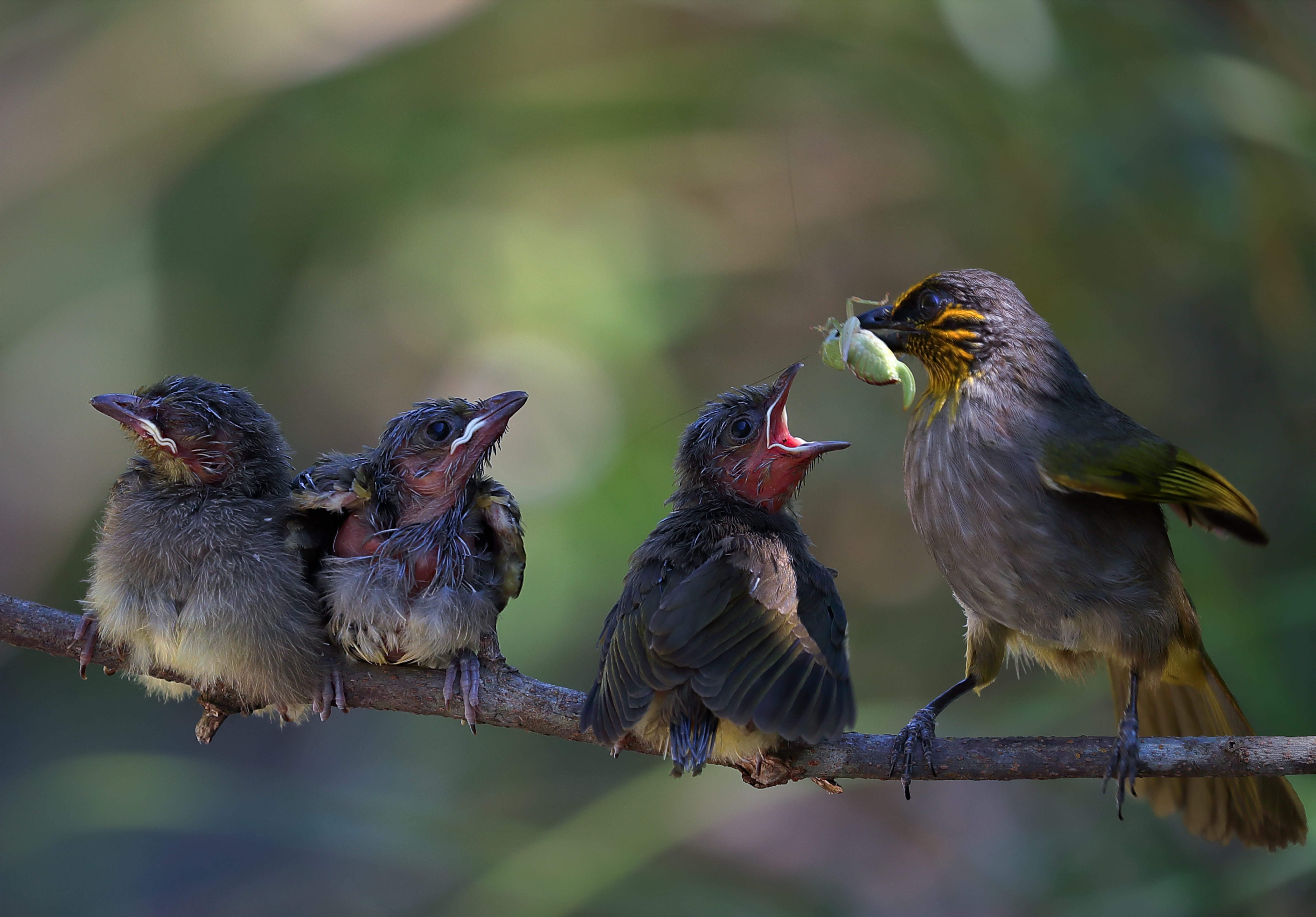 cute, tree, 5K, plant, mouth open, day, perching, outdoors, mouth, wildlife, close-up, no people, vertebrate, sank, animal wildlife, group of animals, HD Wallpaper