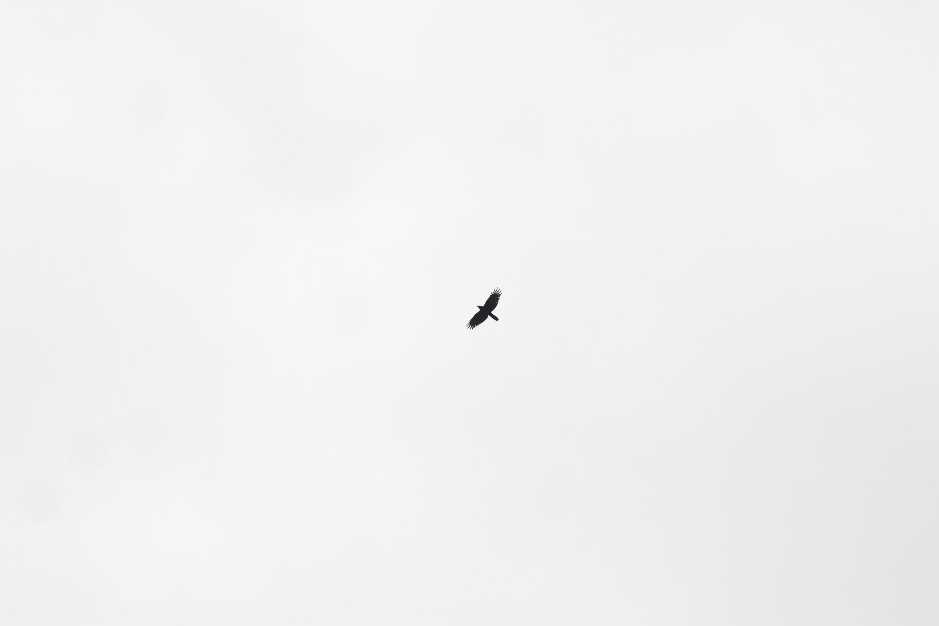fly, nature, no people, low angle view, mid-air, 2K, flying, copy space, animal wildlife, sank, vertebrate, outdoors, silhouette, dom, bird, animal Wing, HD Wallpaper