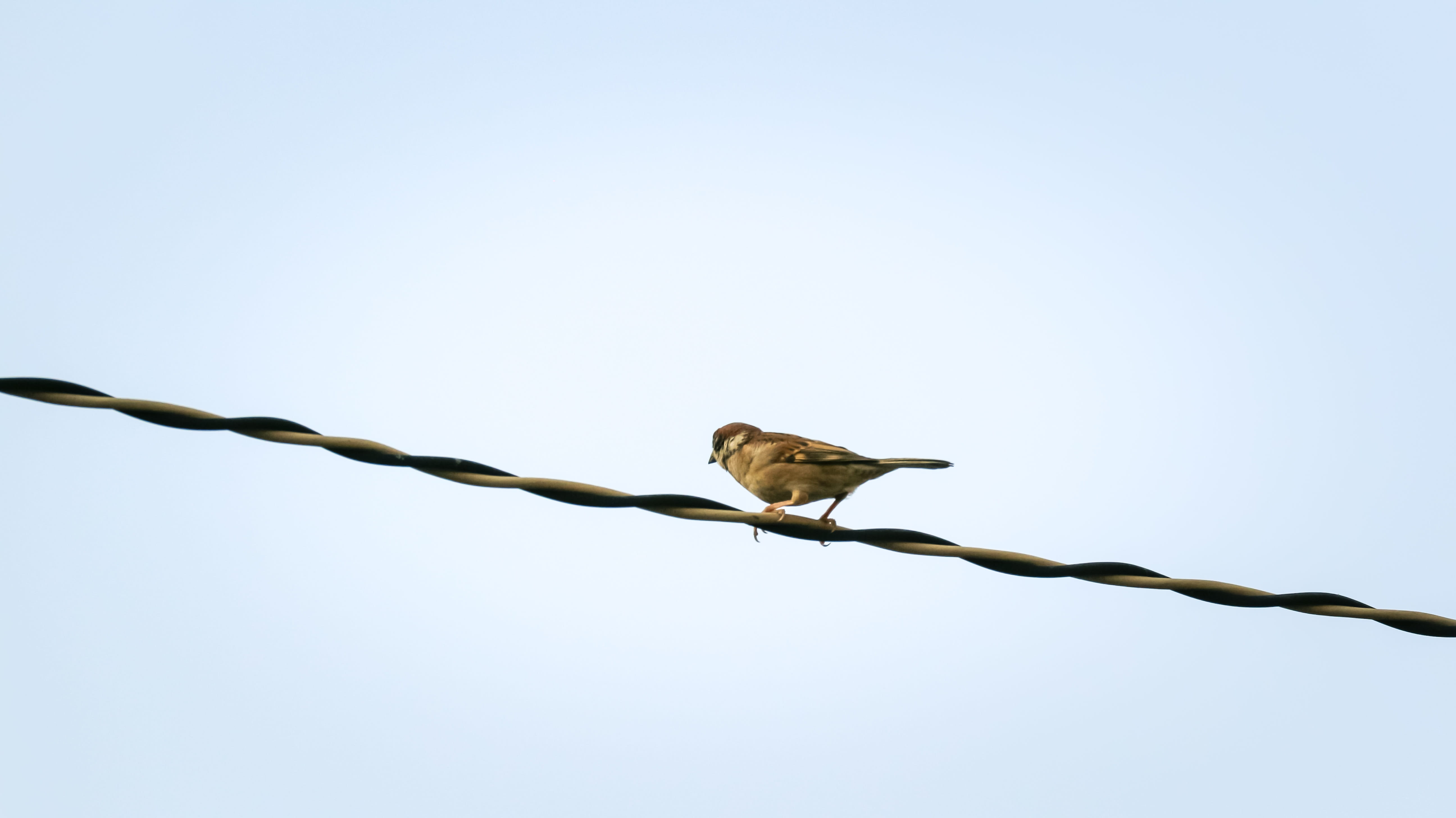 vertebrate, nature, outdoors, cable, clear sky, day, copy space, animal wildlife, sky, power supply, wire, no people, one animal, warning sign, animals in the wild, HD Wallpaper