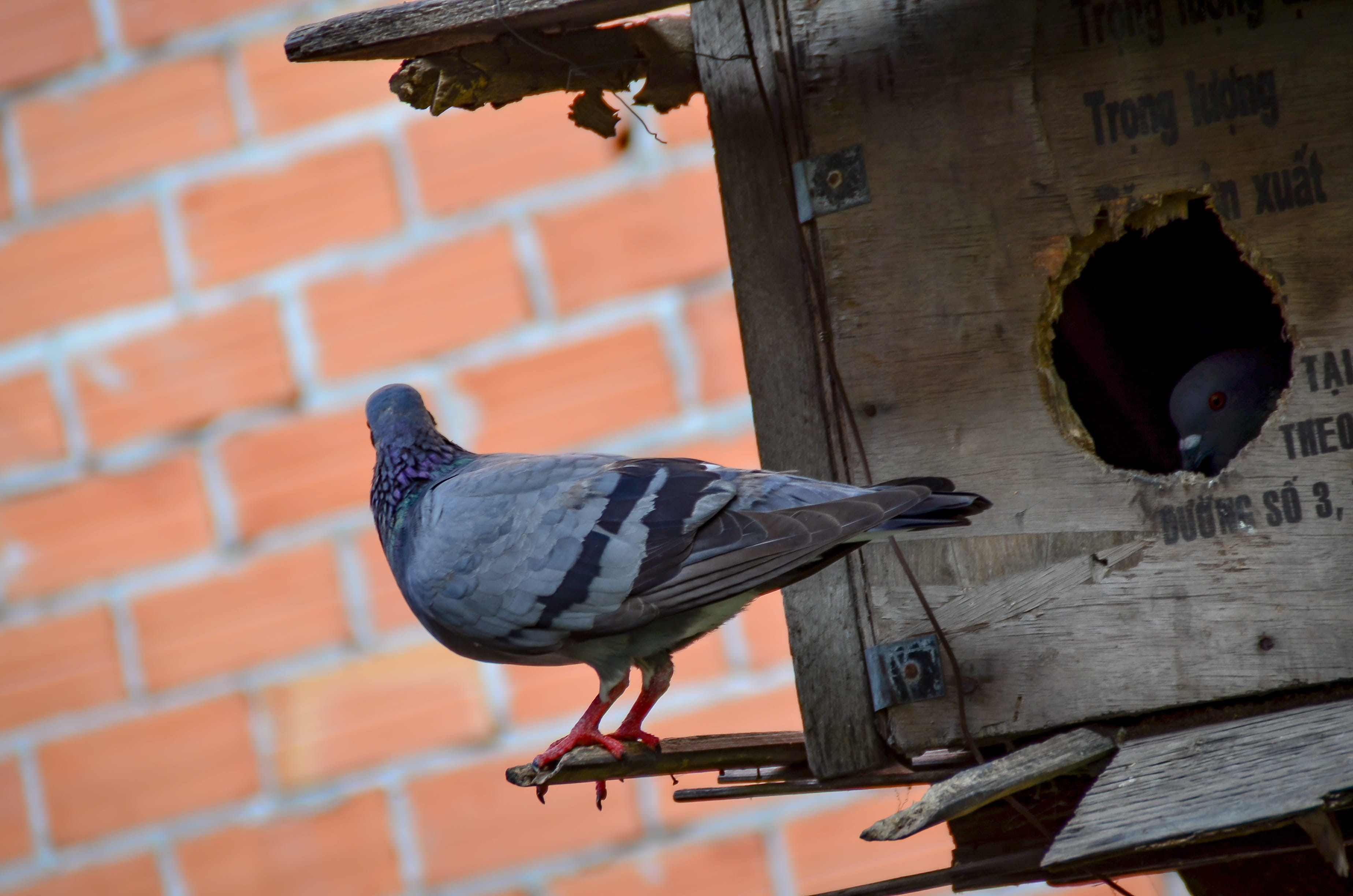 wall, day, family, vertebrate, focus on foreground, no people, brick wall, one animal, animal themes, sank, love, dove, wall - building feature, outdoors, HD Wallpaper