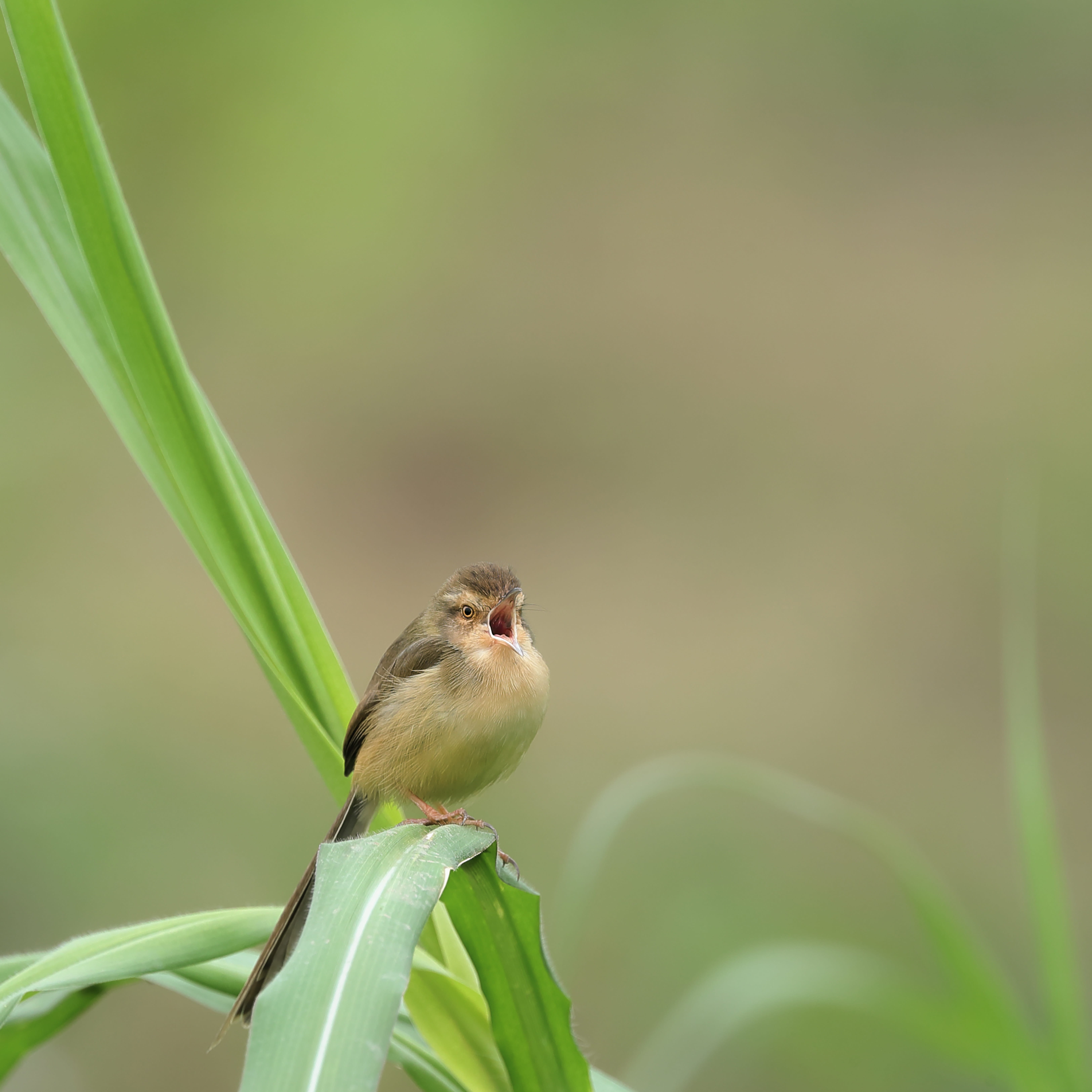focus on foreground, perching, plant part, green, no people, birdsong, wild, 5K, animal themes, beauty in nature, animal, close-up, animal wildlife, sank, Phone HD Wallpaper