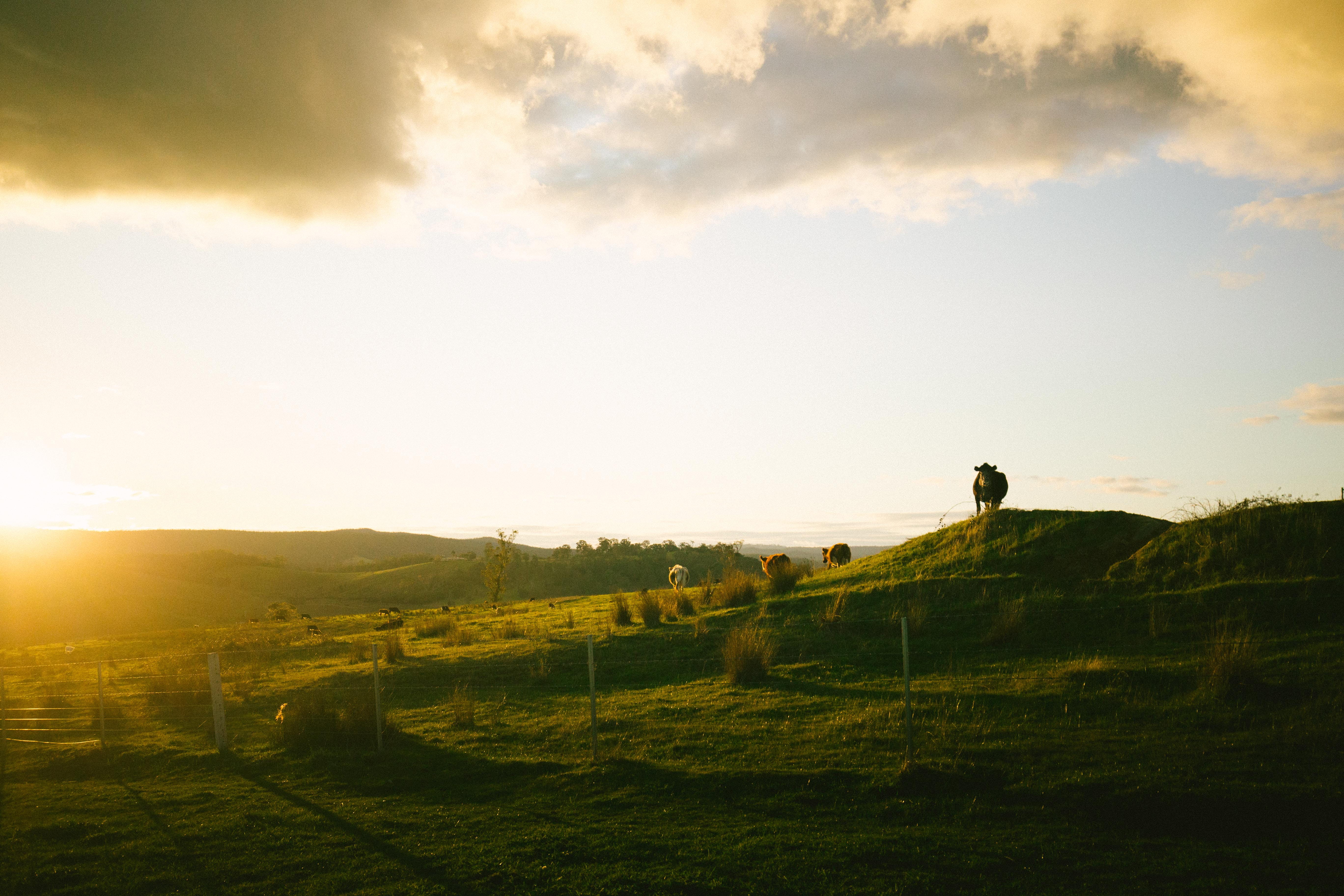 plant, livestock, mammal, land, tim mccartney, sky, animal themes, farm, environment, yarra valley, fields, landscape, yarra velley, no people, 5K, grass, HD Wallpaper