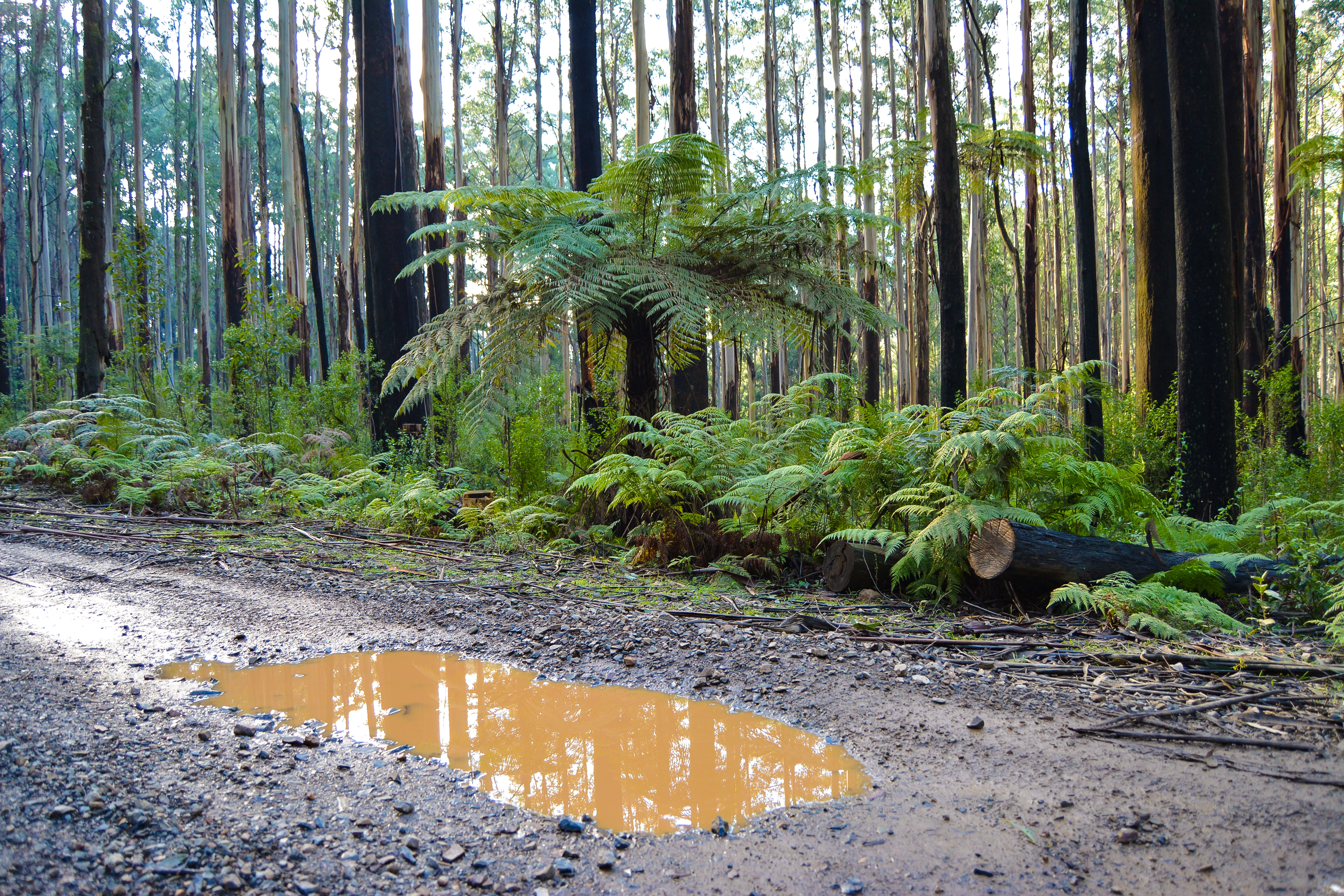 australia, yarra ranges, hike, dirt road, explore, water, no people, puddle, green, plant, woods, day, trekking, nature, forest, tranquility, beauty in nature, HD Wallpaper