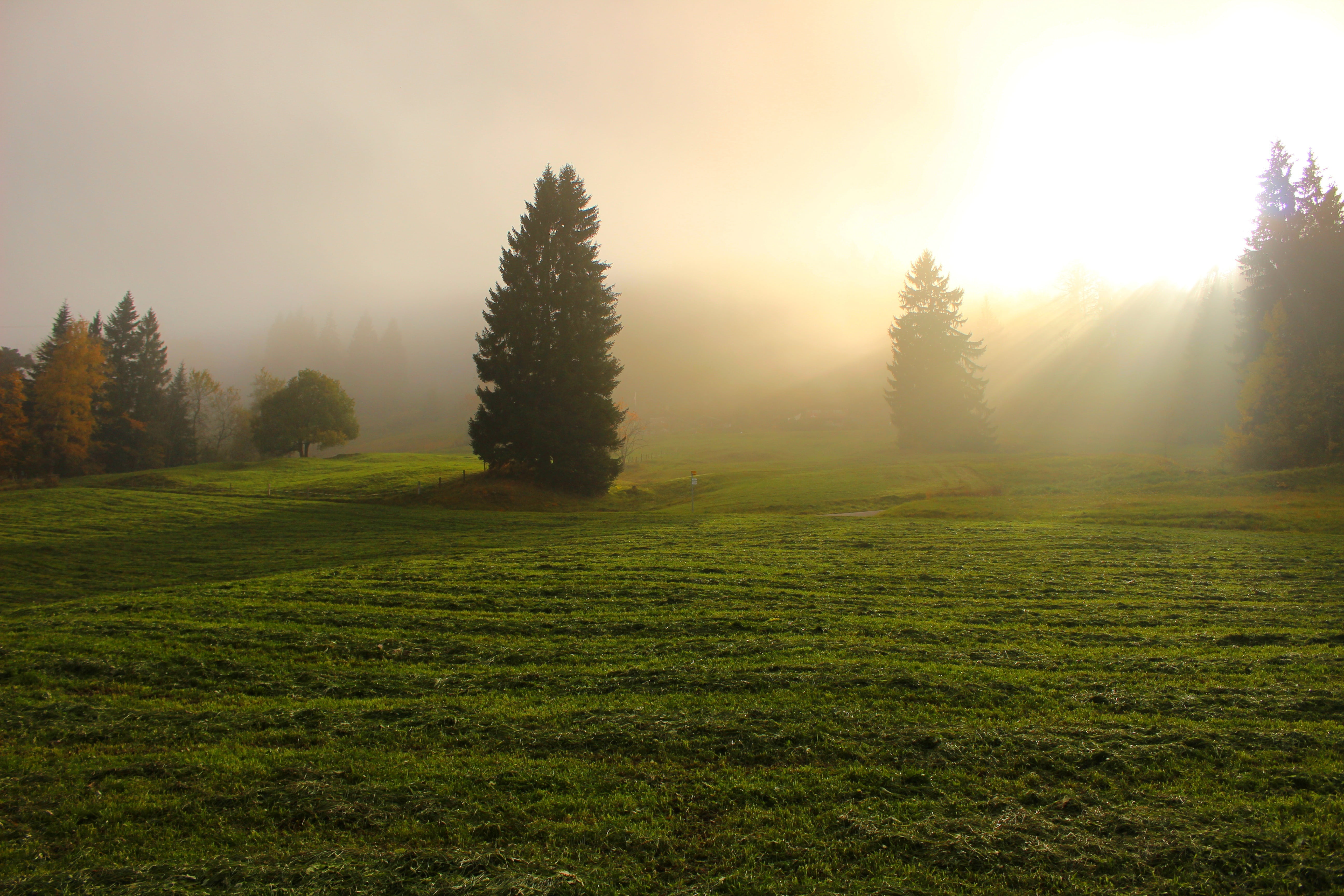 landscape, no people, growth, nature, summer, land, pine woodland, trees, light through clouds, sky, beauty, light, scenics - nature, cloudscape, plant, HD Wallpaper