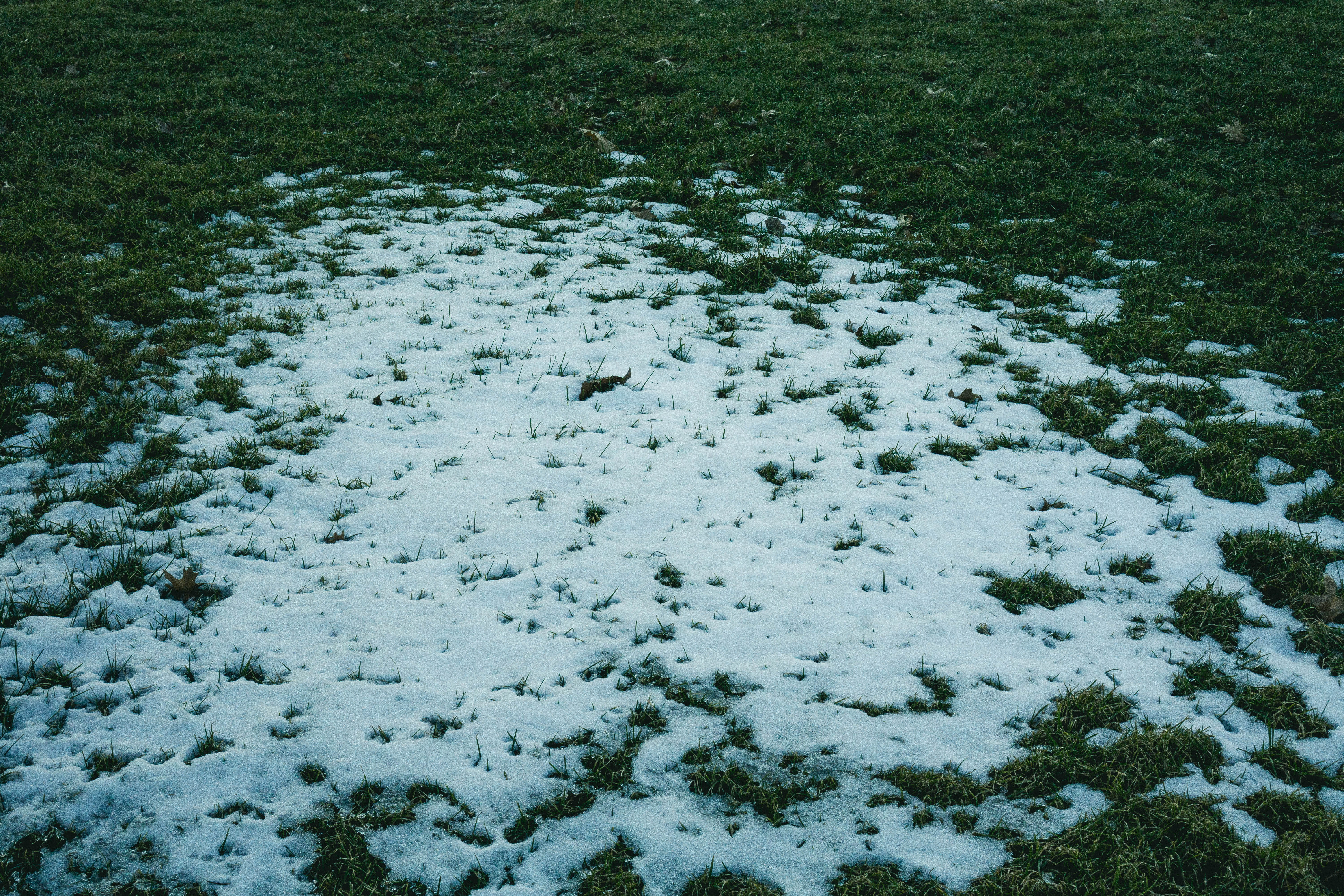 mood, nature, snow, green color, solemn, beauty in nature, grass, sadness, day, cold, land, outdoors, plant, cold temperature, aesthetic, white color, field, HD Wallpaper