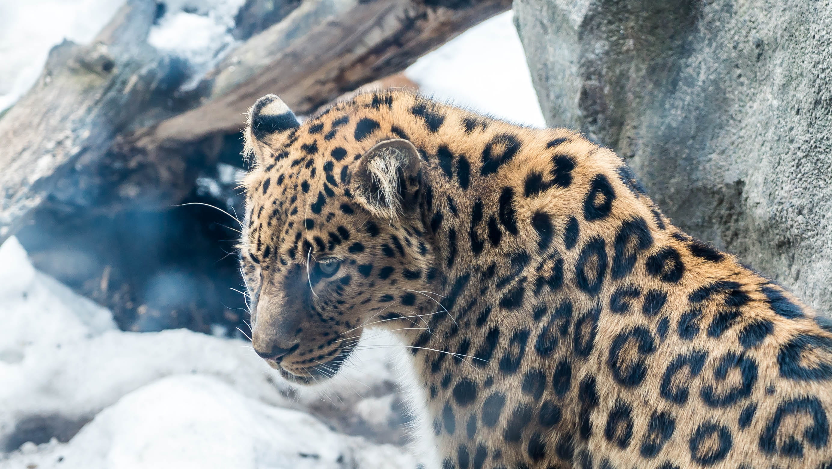 vertebrate, nature, leopard, fur, carnivora, cold temperature, outdoors, spotted, big, zoo, kitty, winter, feline, wildlife, mammal, closeup, sony, pattern, HD Wallpaper