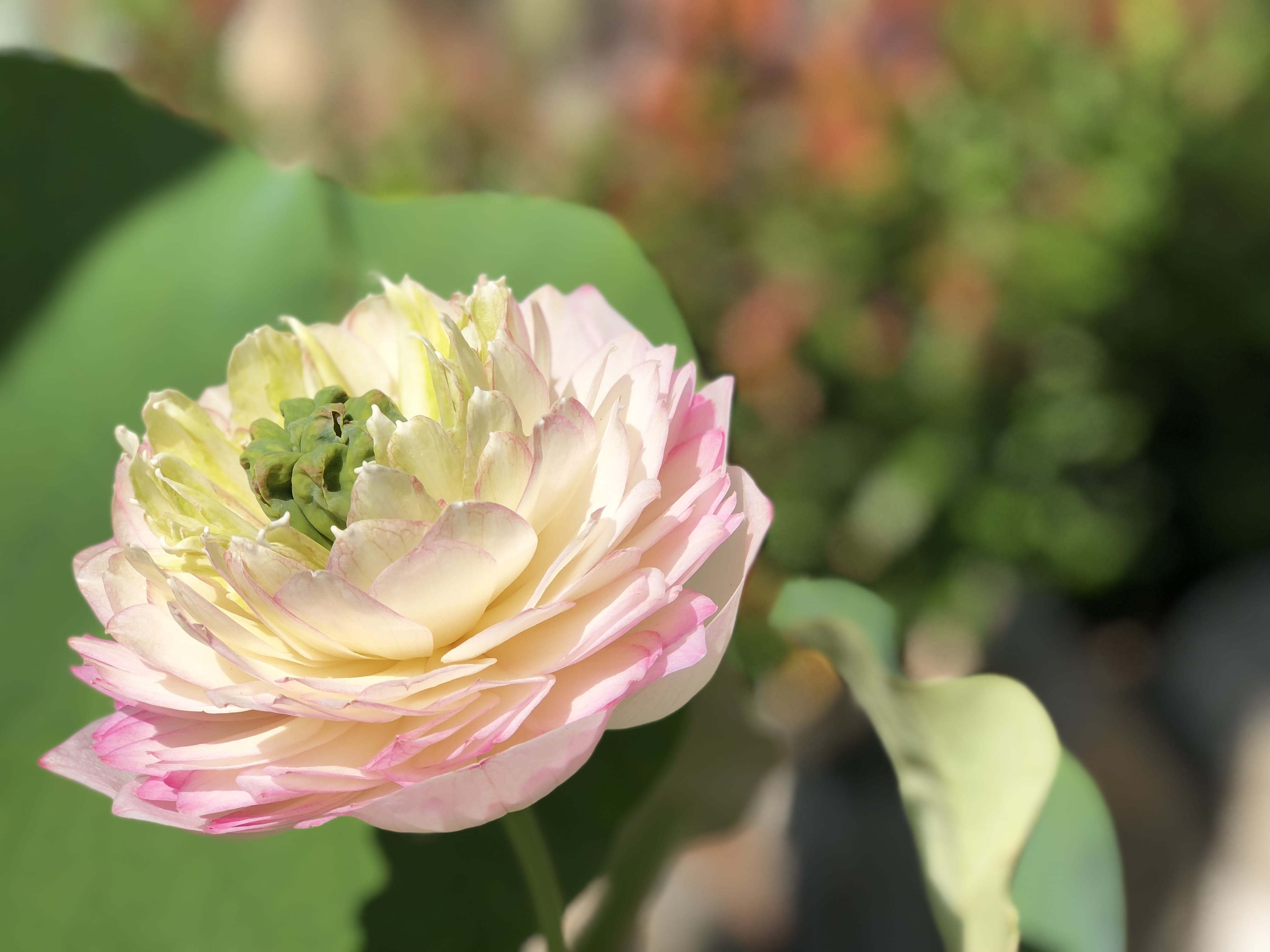 lotus, beauty in nature, plant, nature, flower, close-up, pink color, focus on foreground, freshness, fragility, flowering plant, 4K, pink, flower head, HD Wallpaper