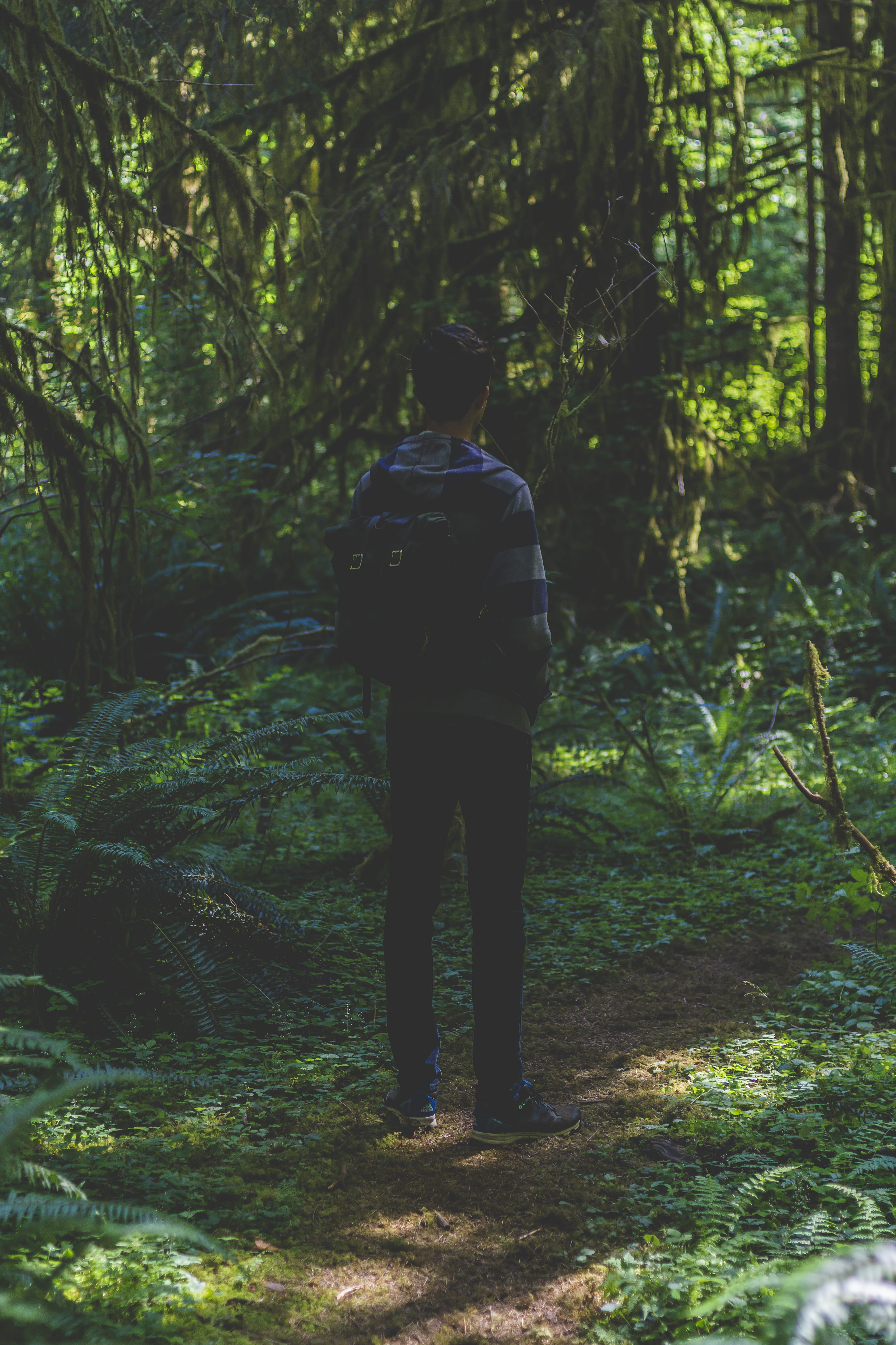 outdoors, standing, 5K, solemn, plant, growth, hoh, olympic, trip, trail, forest, sony, real people, beauty in nature, hoh rain forest visitor center, Phone HD Wallpaper