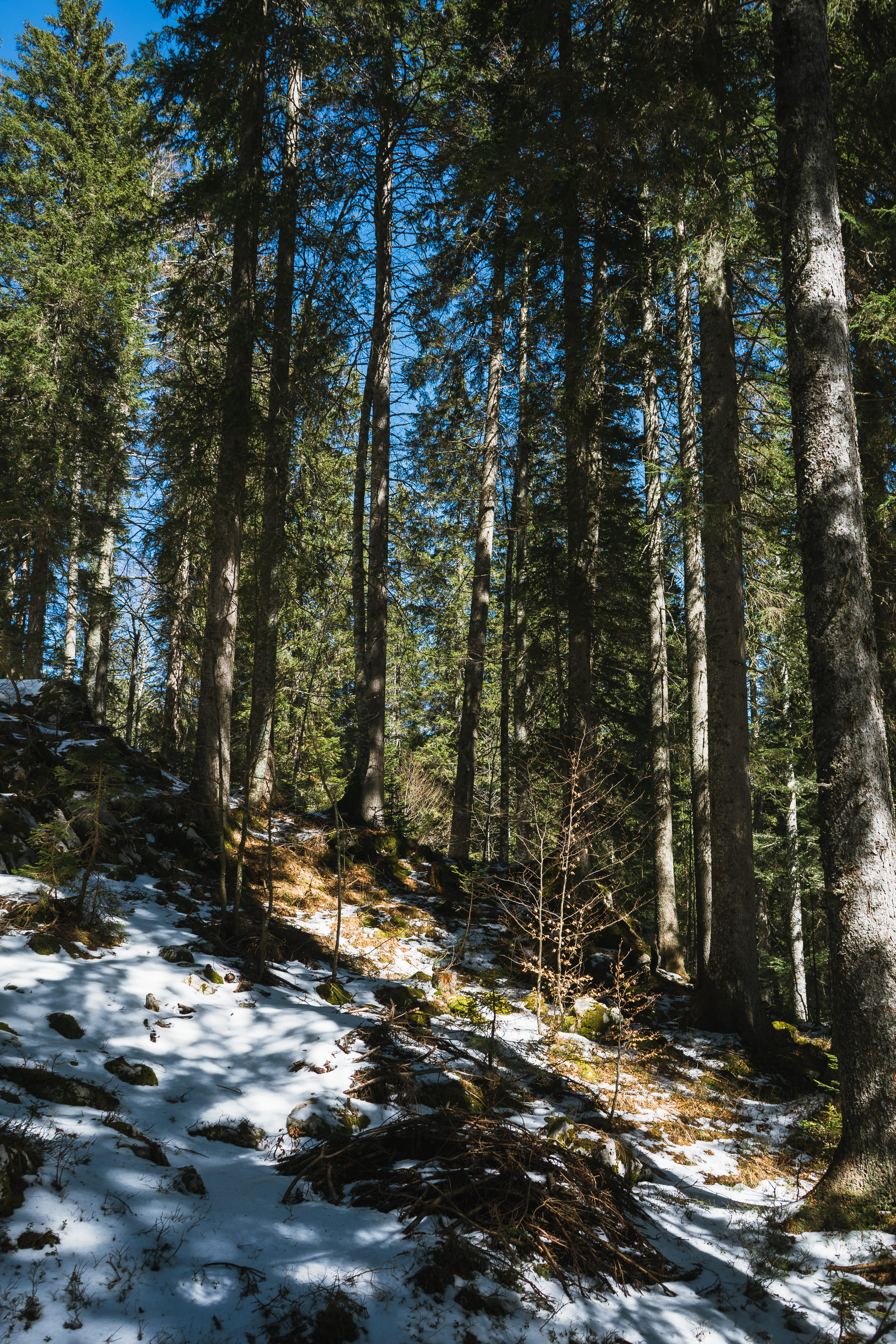 conifer, non-urban scene, tall, light, day, scenics - nature, flare, water, land, abies, photo, pokljuka, sunlight, no people, growth, snow, tranquil scene, Phone HD Wallpaper