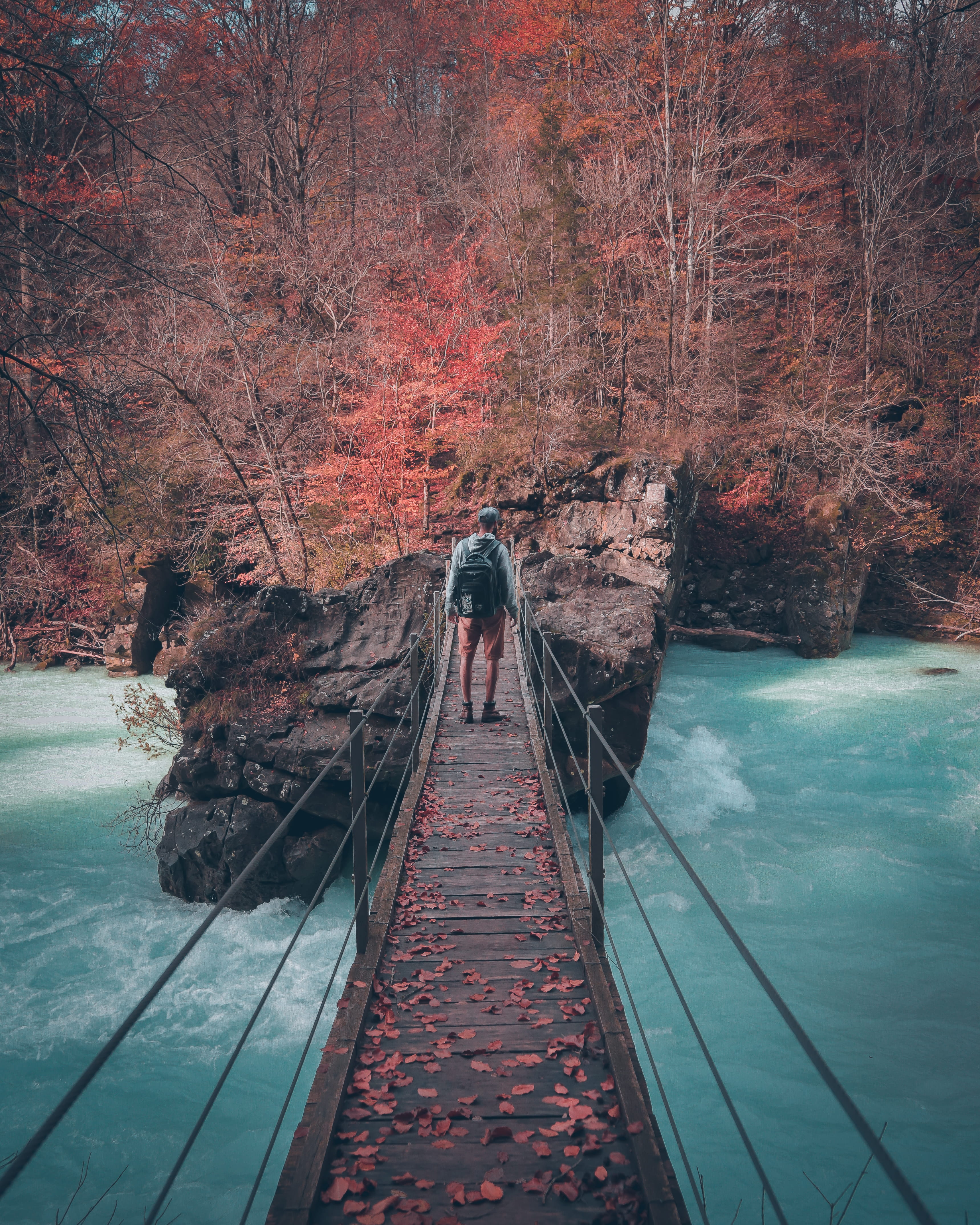tree, rope bridge, vanlife, austria, boardwalk, minimalist, forest, nature, beauty in nature, full length, woodbridge, one person, handrail, plant, trail, Phone HD Wallpaper
