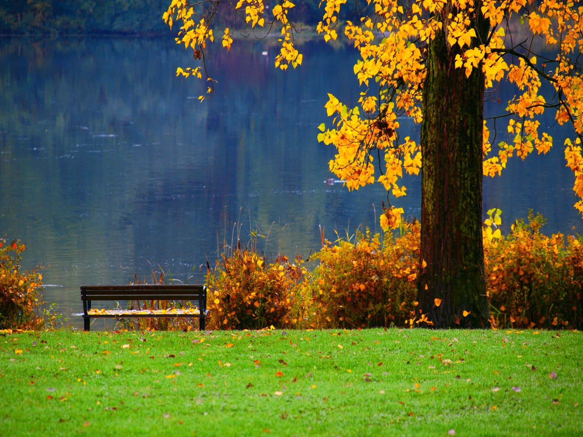 blue, falling, fall, shore, nice, grass, sunny, 1080P, relax, rest, leaves, picture, seat, lovely, lake, yellow, beautiful, lakeshore, green, HD Wallpaper