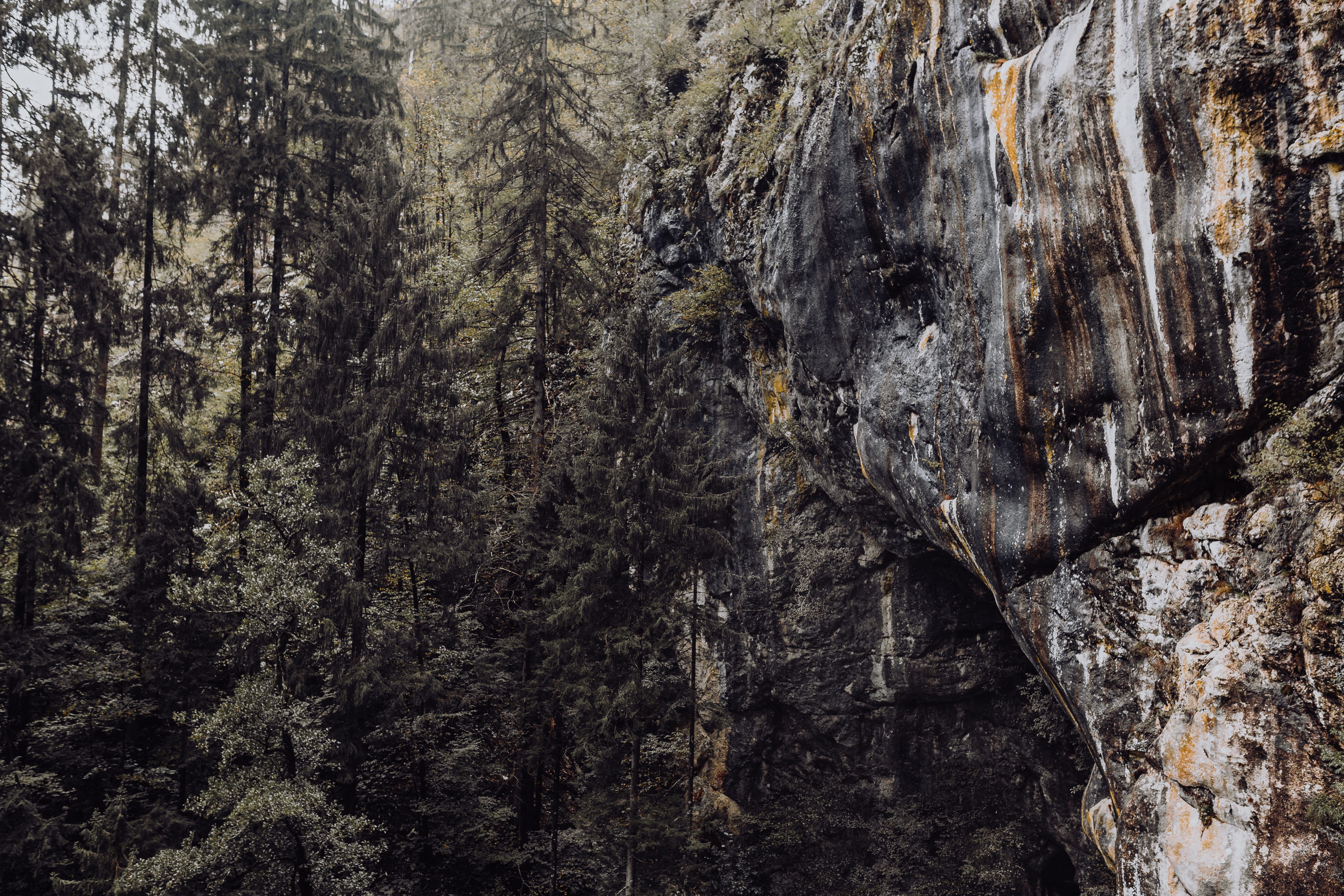mouth, textured, backgrounds, forest, cave, rock, pattern, predjama, castle, tourism, coast, tree trunk, tree, coniferous tree, bark, mysterious, predjamski grad, HD Wallpaper
