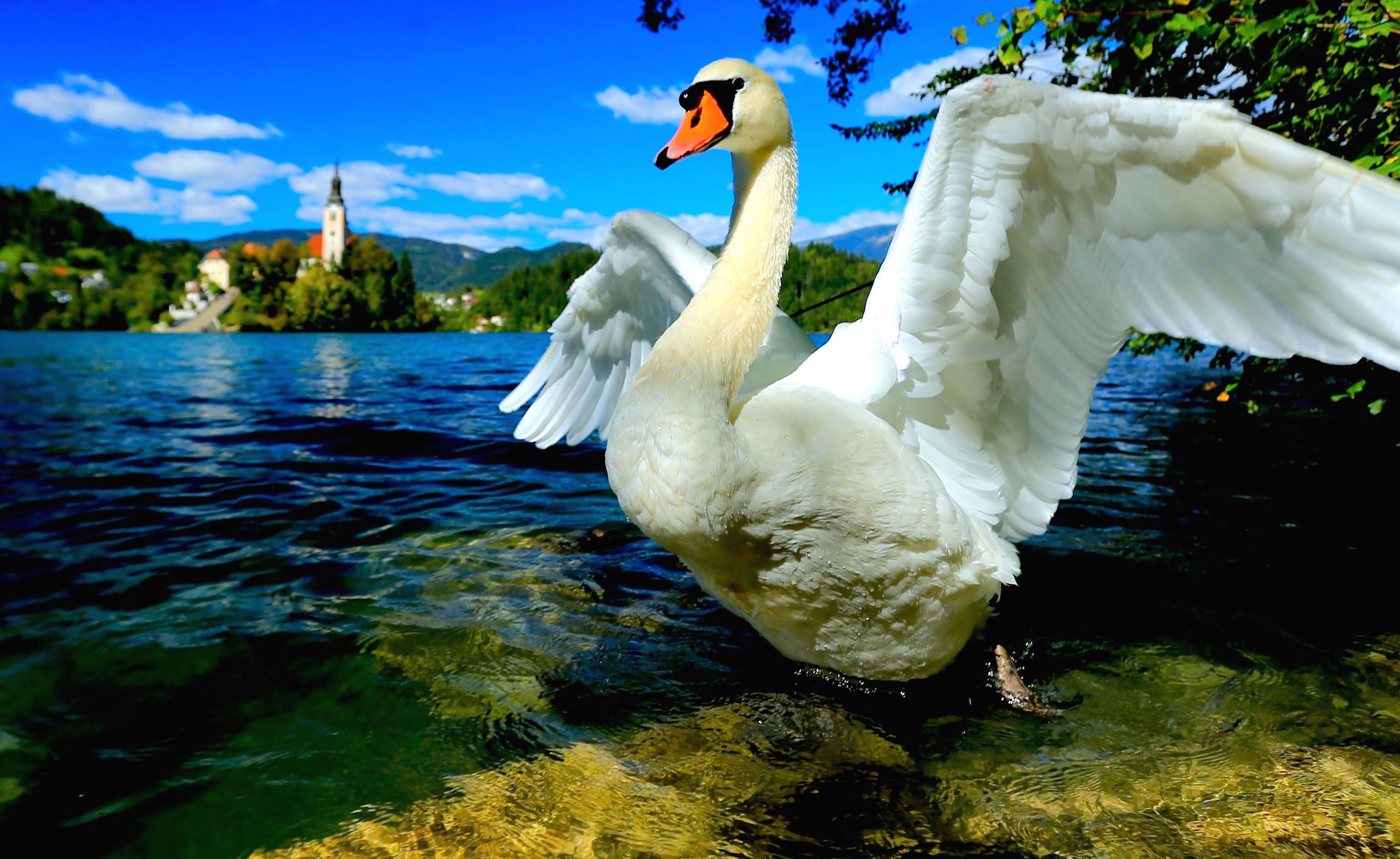 central europe, lake bled, animal, white color, 8K, swan, water, flying, spreading, slovenia, no people, animals in the wild, near, nature, waterfront, HD Wallpaper