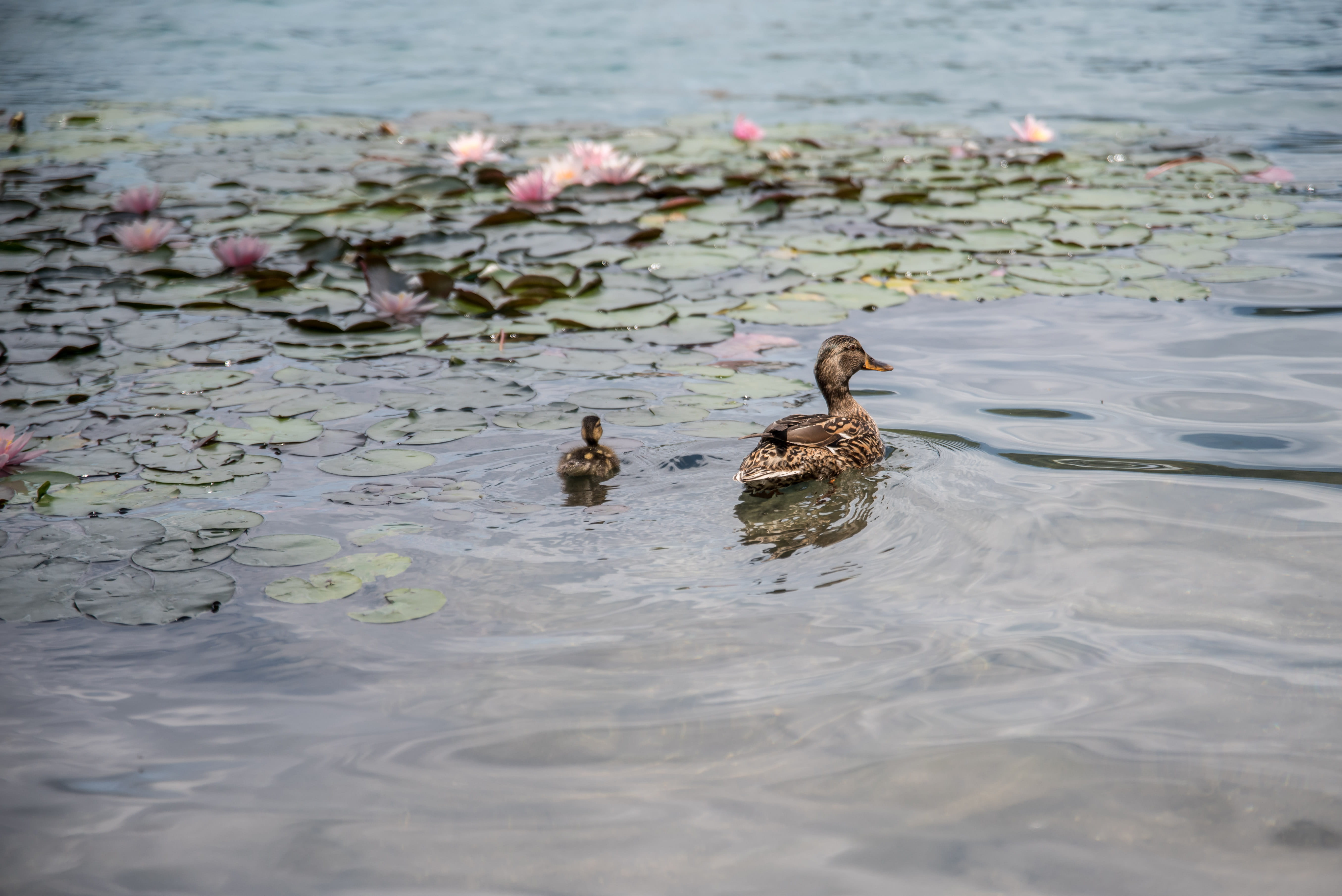 animal family, animal themes, nature, day, outdoors, animals in the wild, waterfront, young bird, vertebrate, young animal, floating on water, animal wildlife, HD Wallpaper